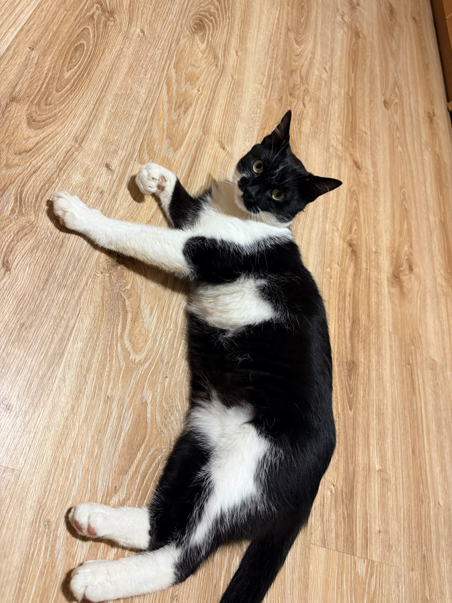 A black and white cat is laying on a wooden floor