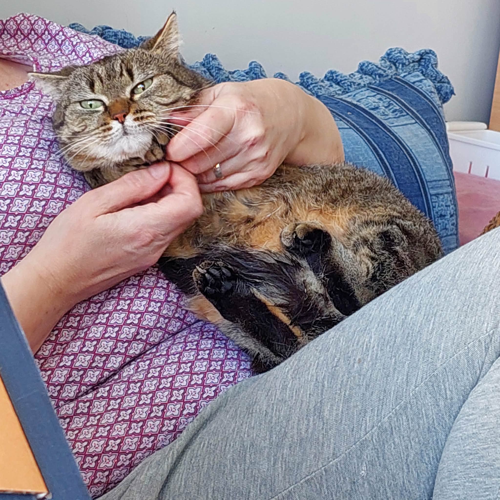 Someone is holding a round, gray tabby cat and playing with her paws.