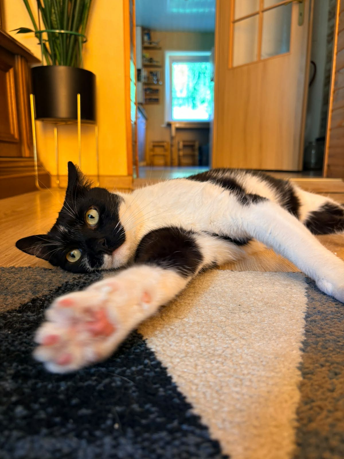 A young black and white cat is laying on a carpet with one paw outstretched 