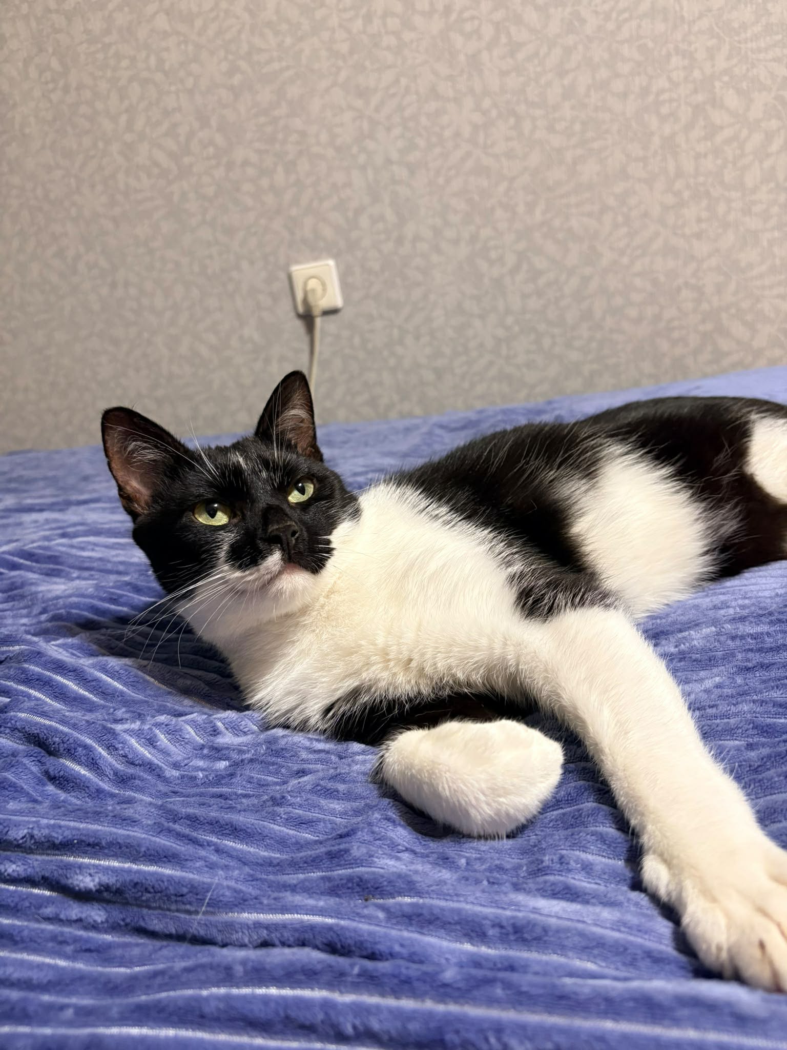 A young black and white cat is laying on a blue blanket