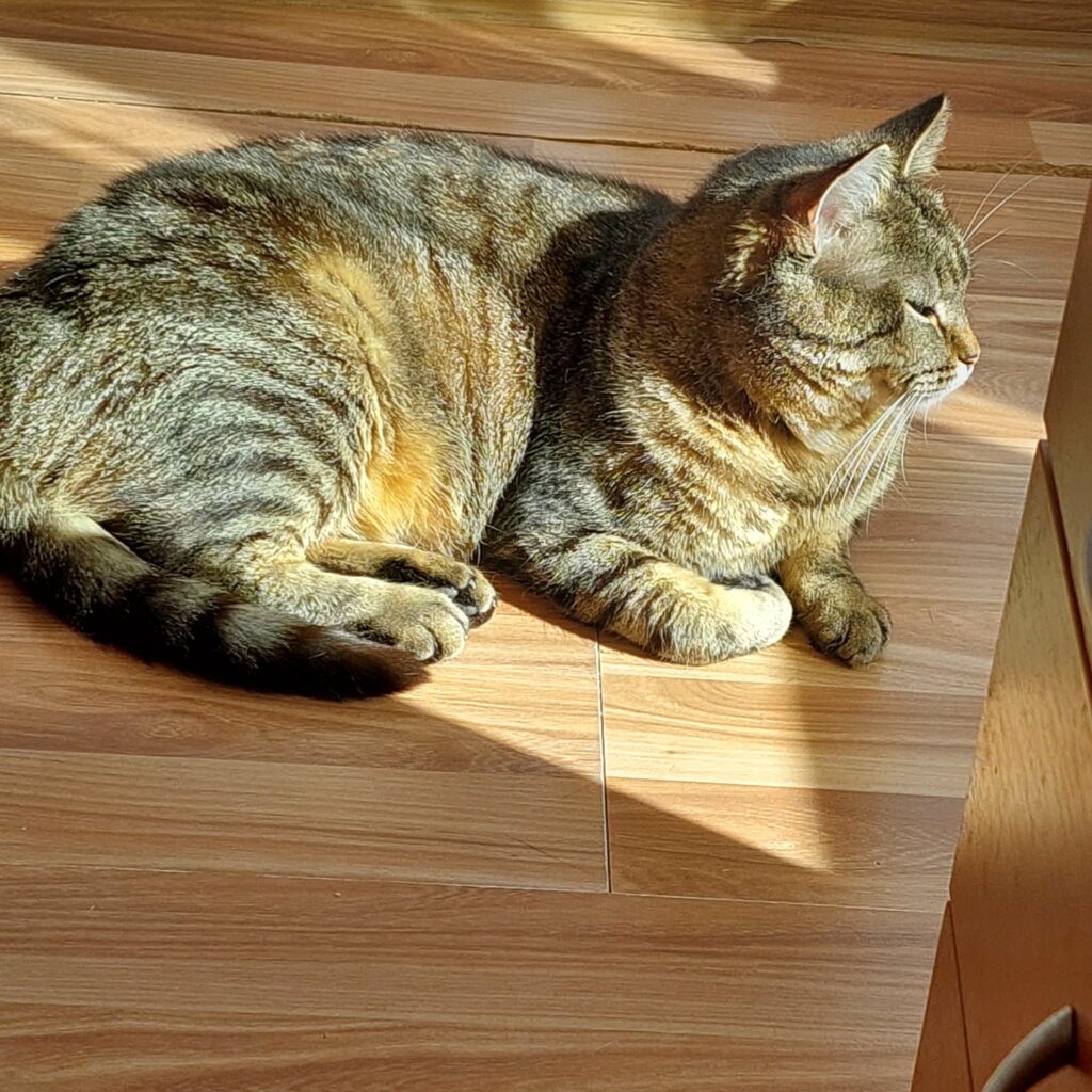 a round gray tabby cat is laying on a wooden desk in the sun