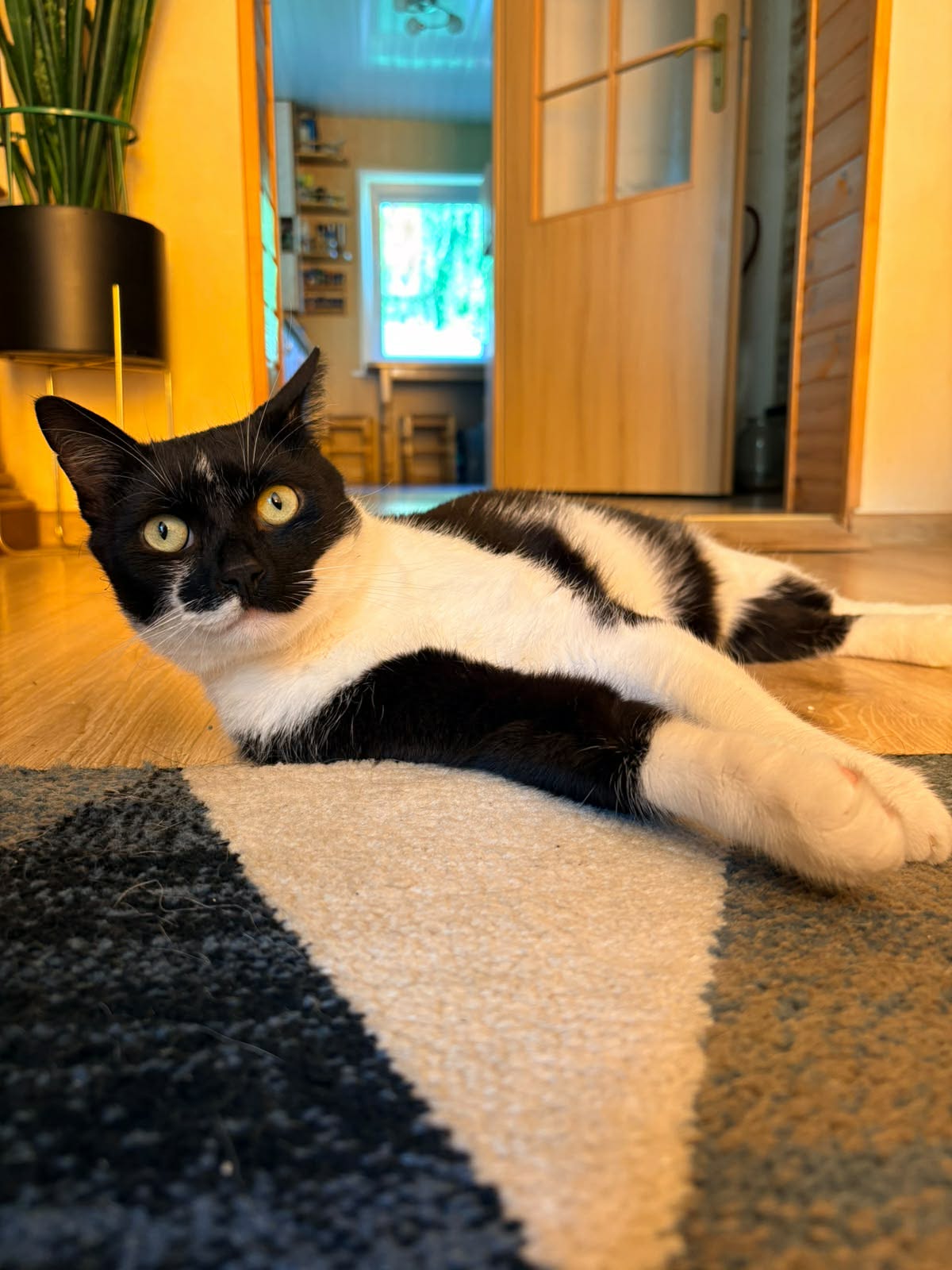 A young black and white cat is laying on a carpet with his head up