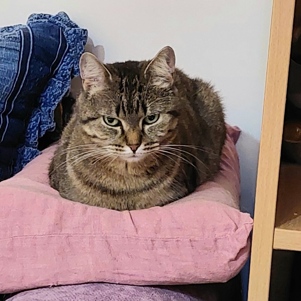 a round gray tabby cat is sitting on a pink pillow. She is in loaf formation and looks like bread. 