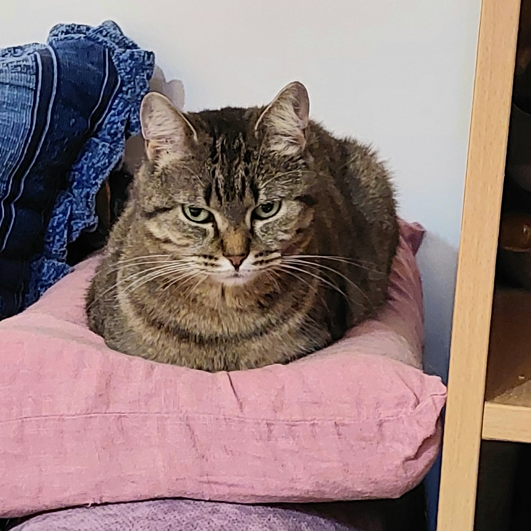 a round gray tabby cat is sitting on a pink pillow. She is in loaf formation and looks like bread. 