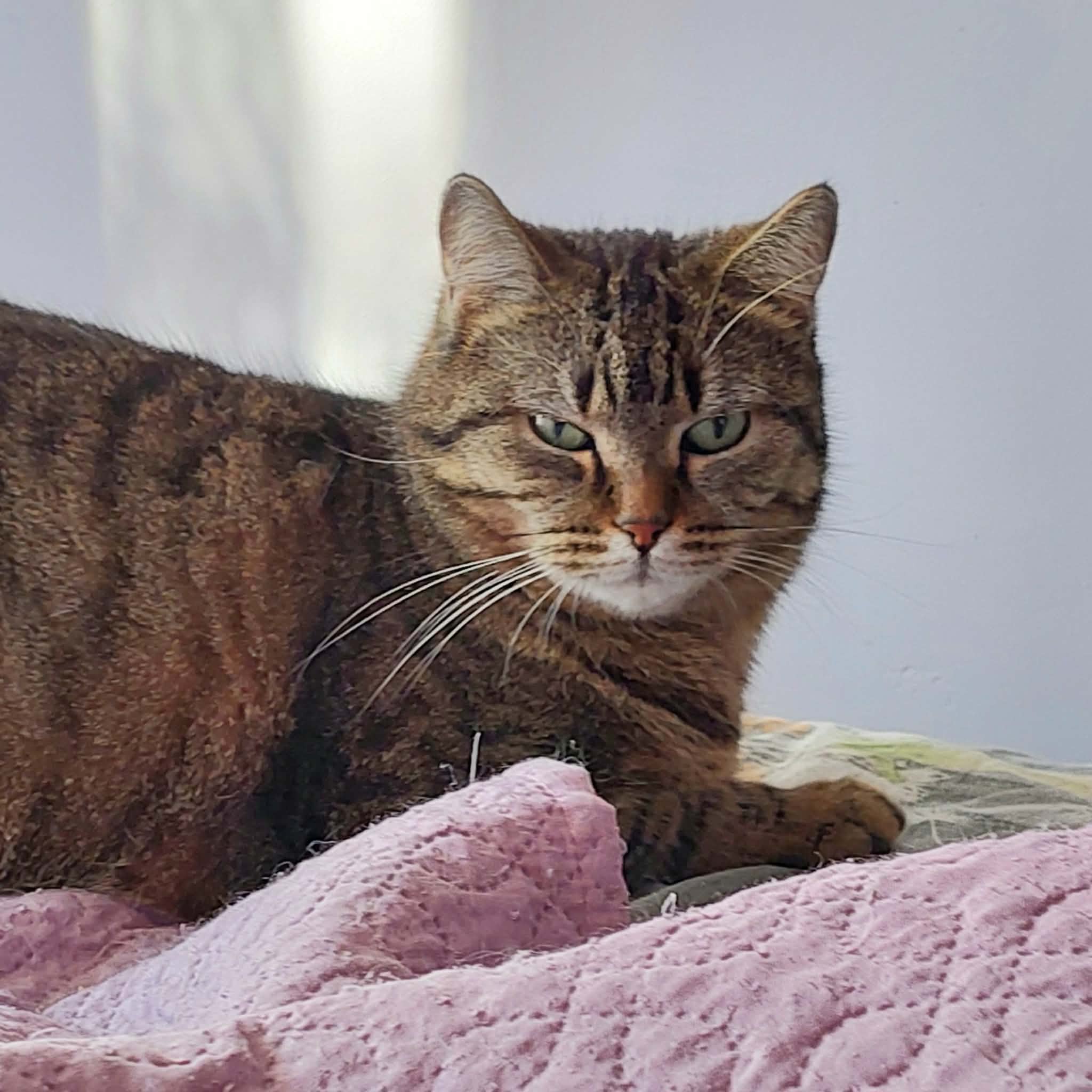 a round gray tabby cat is laying on a pink blanket