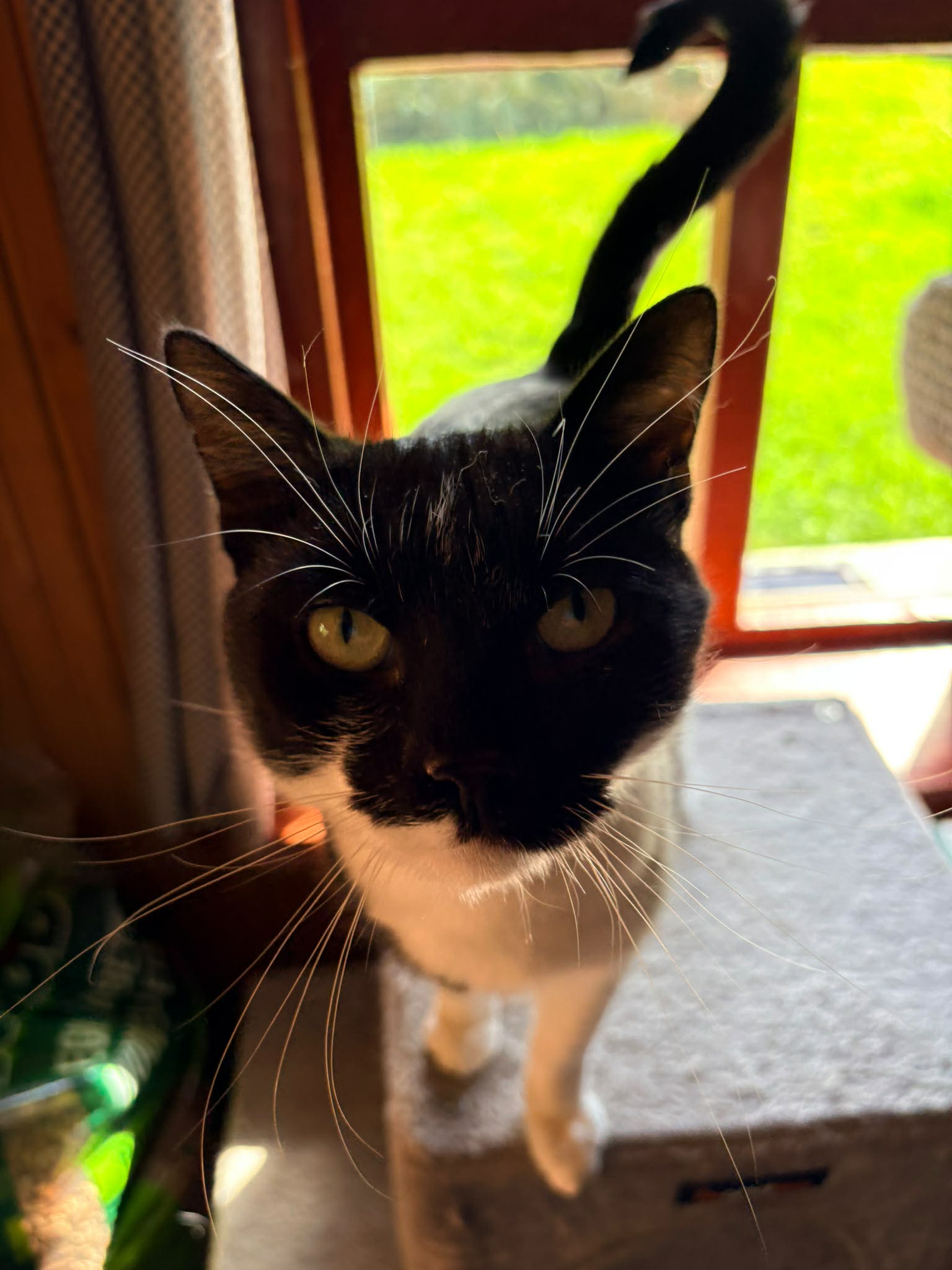 A young black and white cat is standing on a box and staring at the camera.
