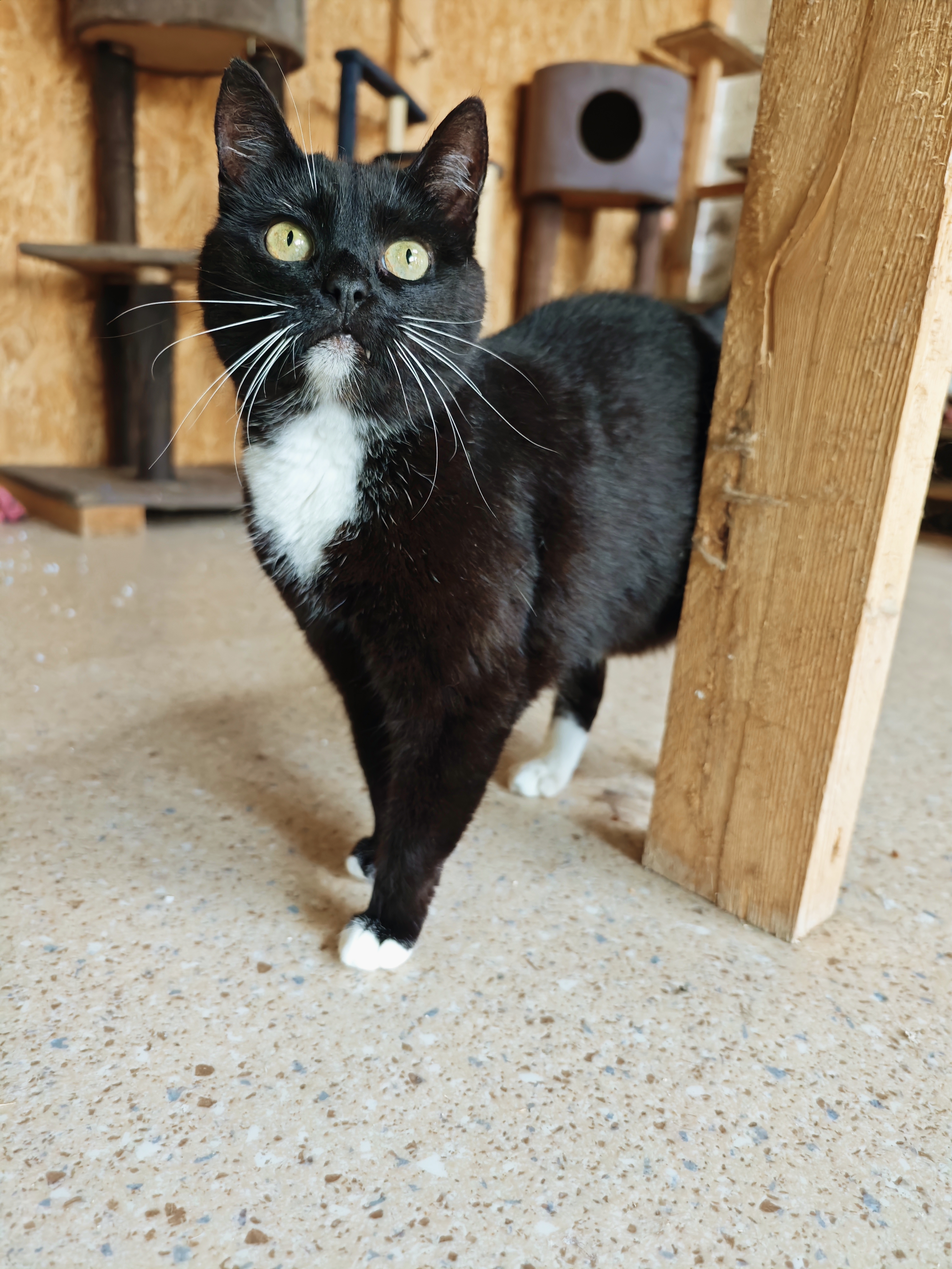 A tuxedo cat is standing on a floor next to a desk and looking at something above the camera