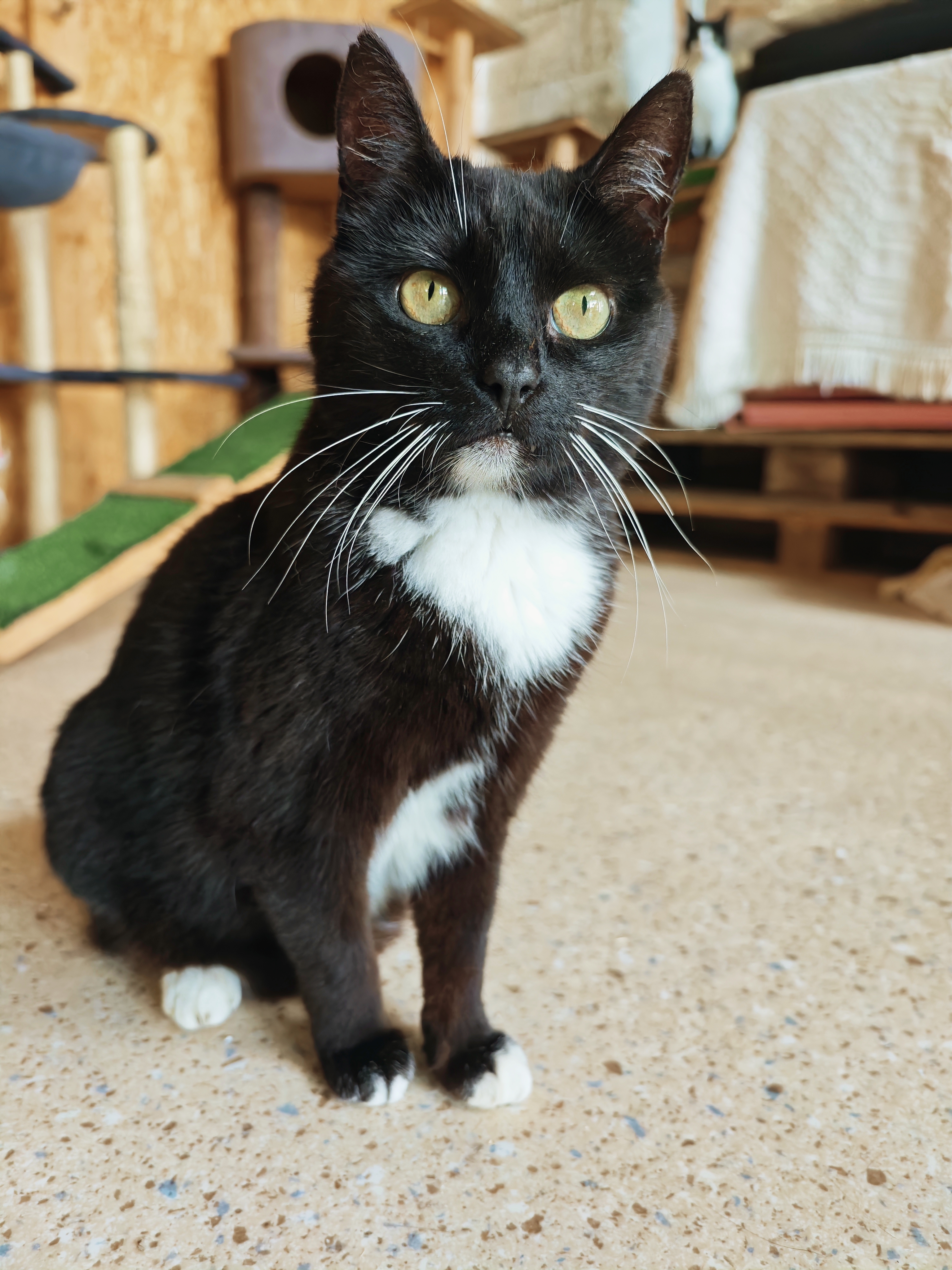 A tuxedo cat is sitting on a floor next to a desk
