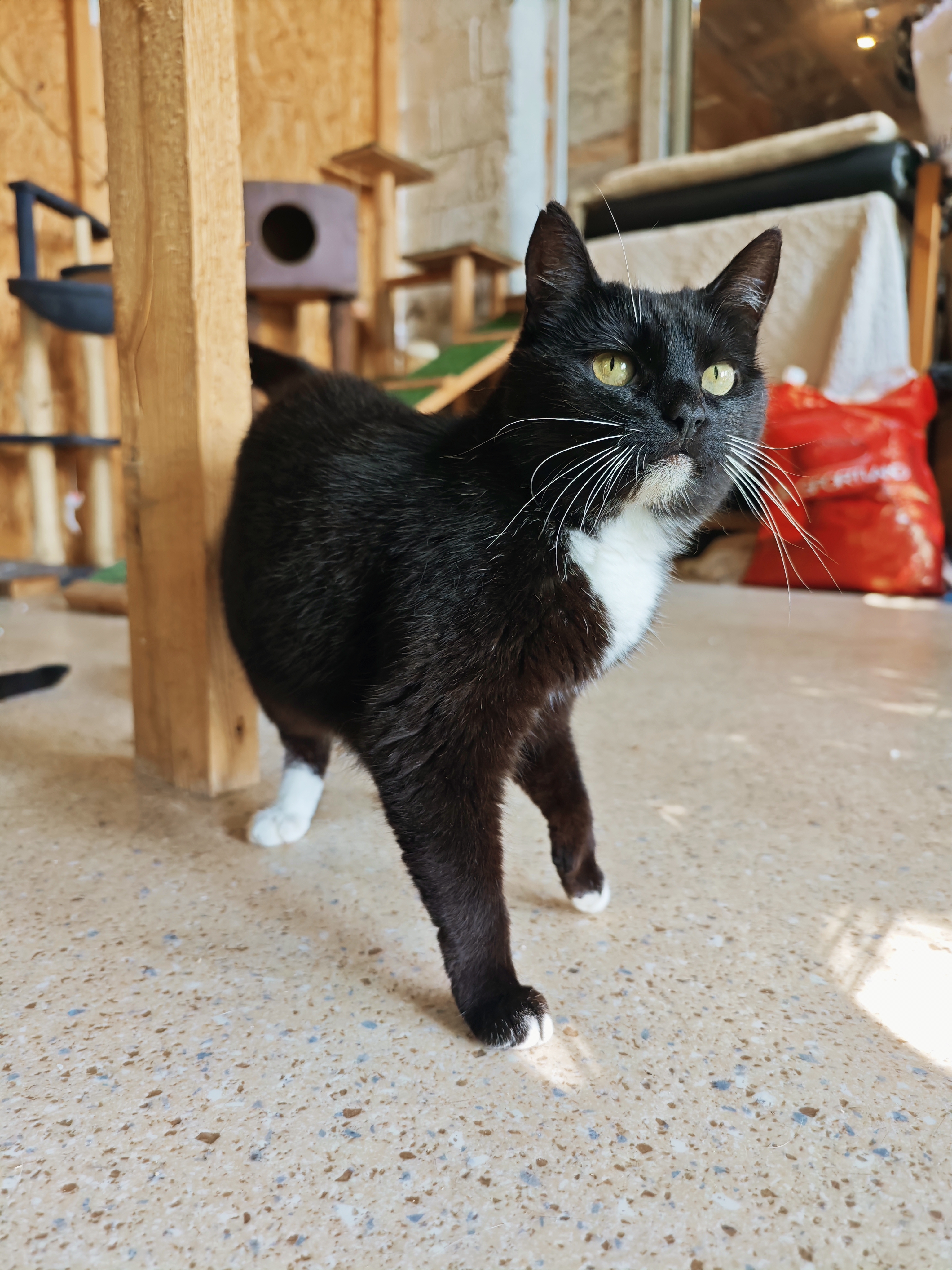 A tuxedo cat is standing on a floor next to a desk and looking at something above the camera