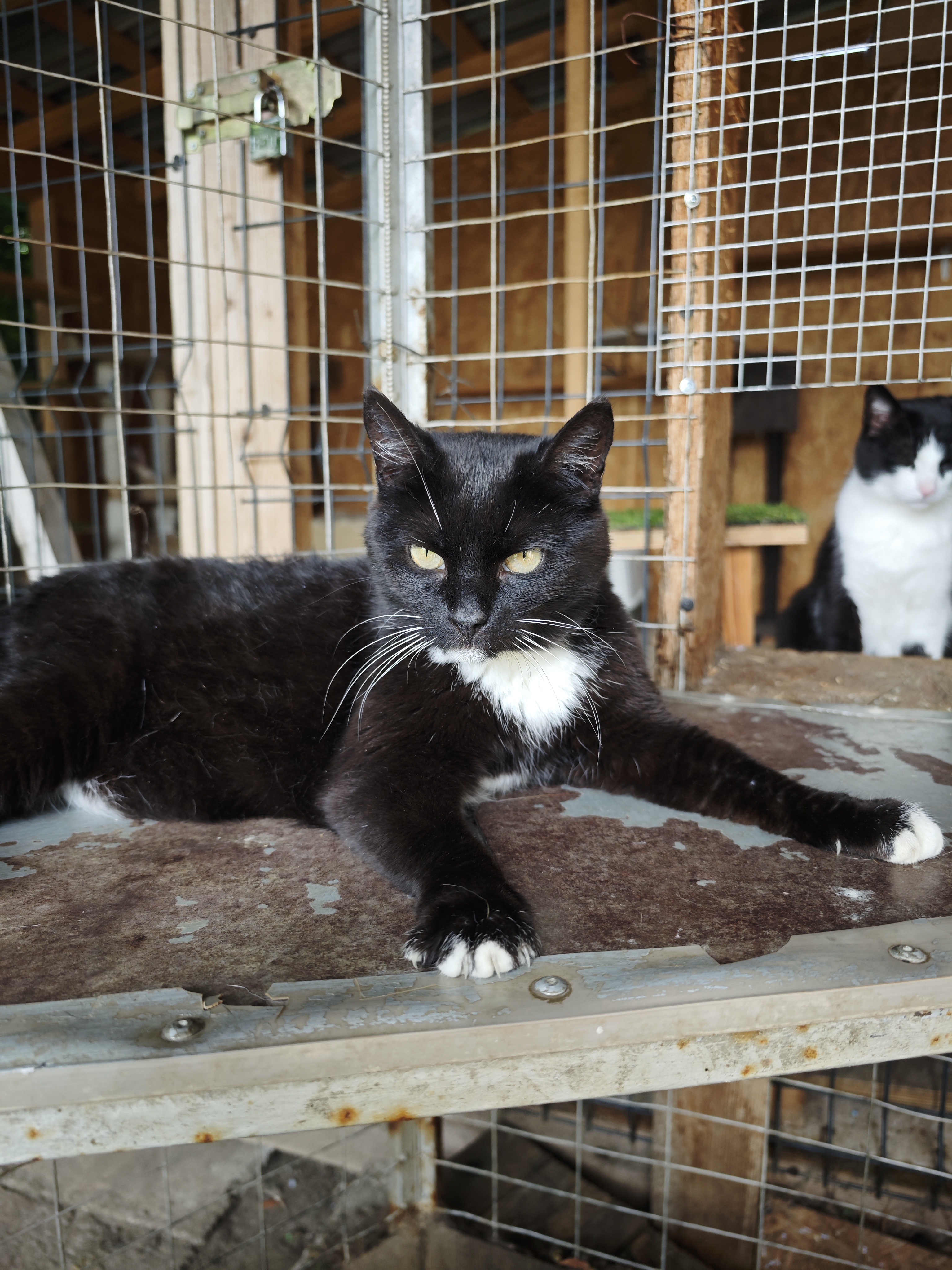 A tuxedo cat is lounging on a shelf in an enclosure at a shelter. Her front paws are stretched in a V-shape 