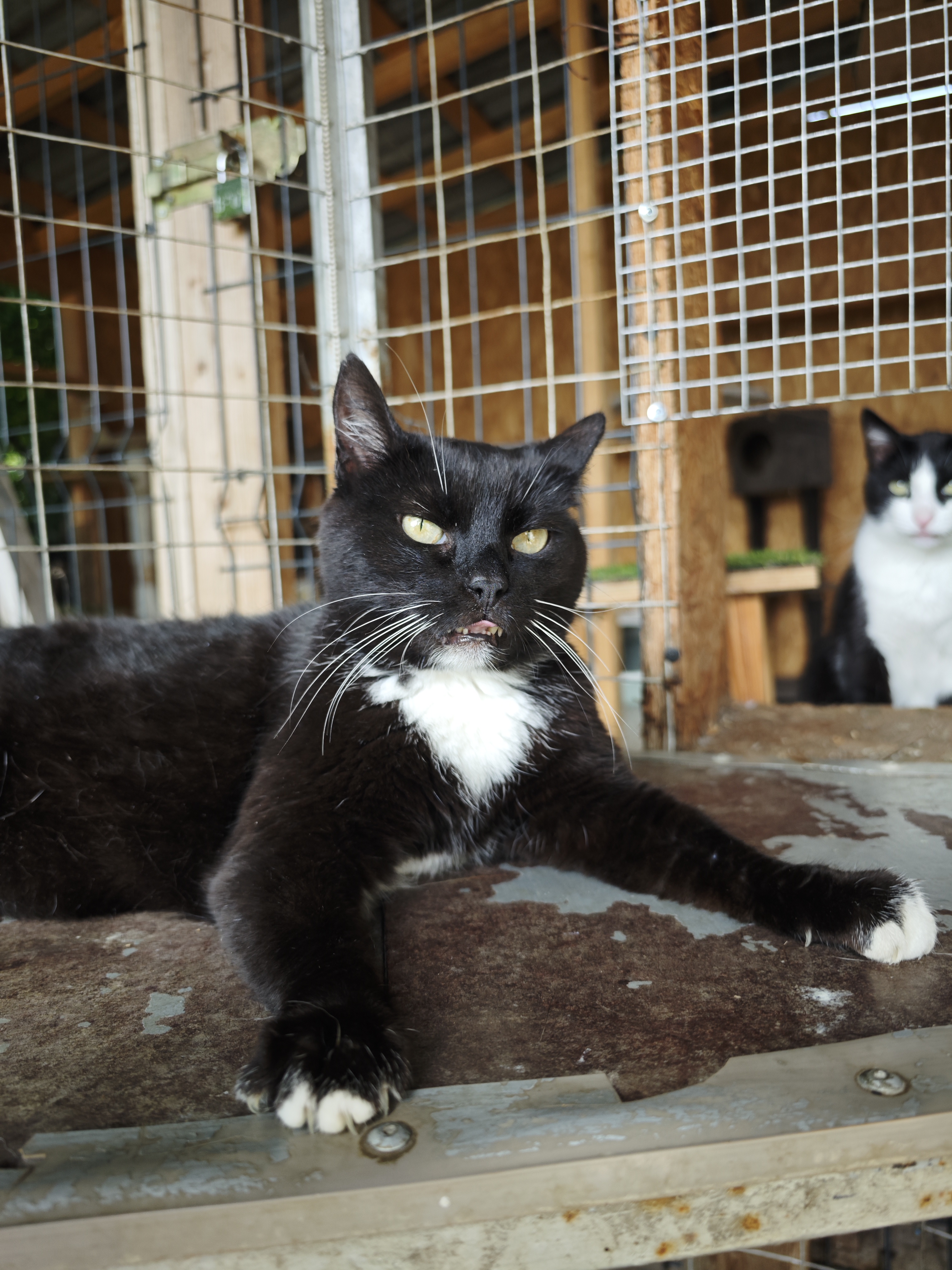 A tuxedo cat is lounging on a shelf in an enclosure at a shelter. Her front paws are stretched in a V-shape and her tongue is out