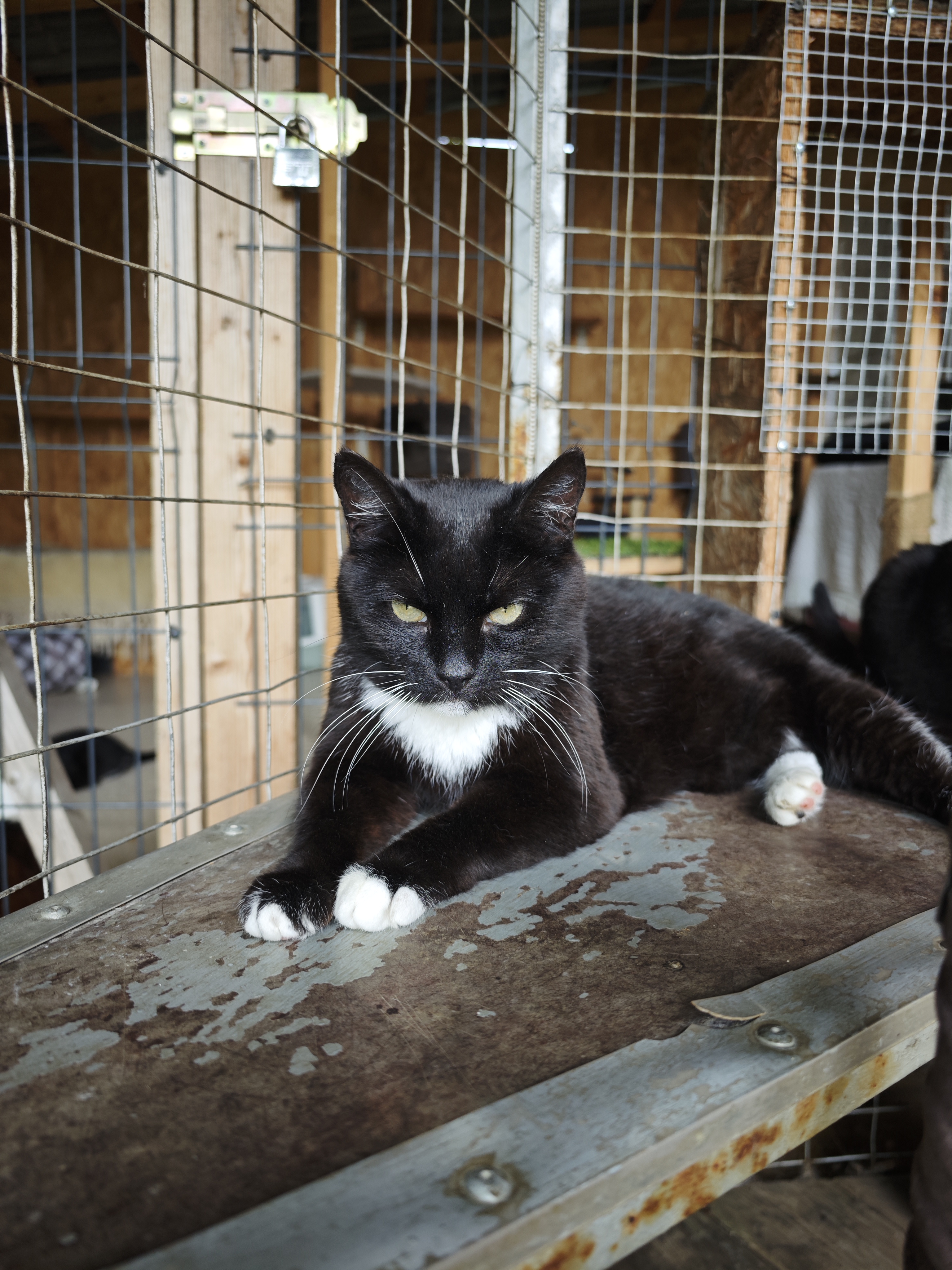A tuxedo cat is lounging on a shelf in an enclosure at a shelter. Her eyes are partially closed