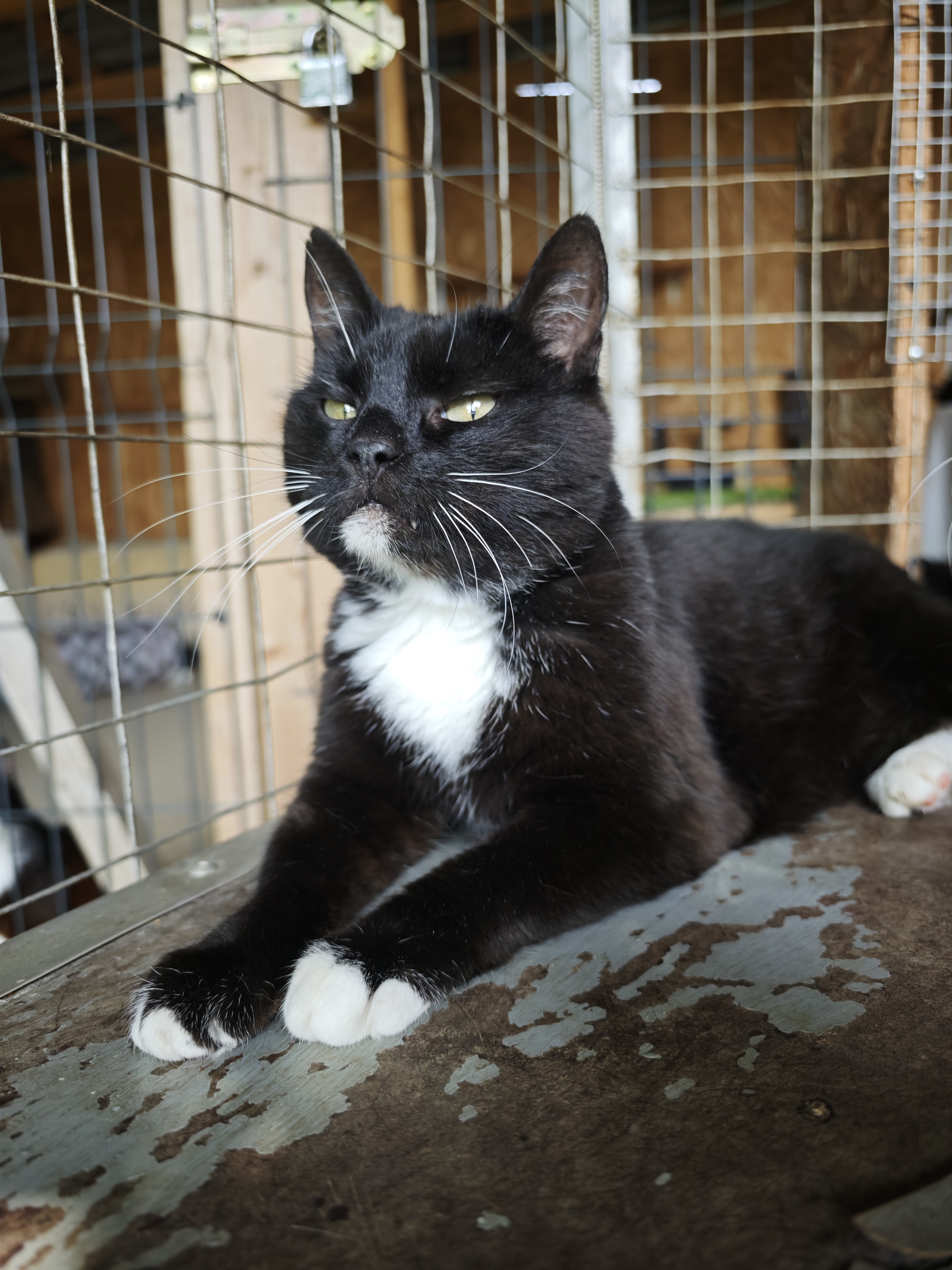 A tuxedo cat is lounging on a shelf in an enclosure at a shelter. Her eyes are partially closed