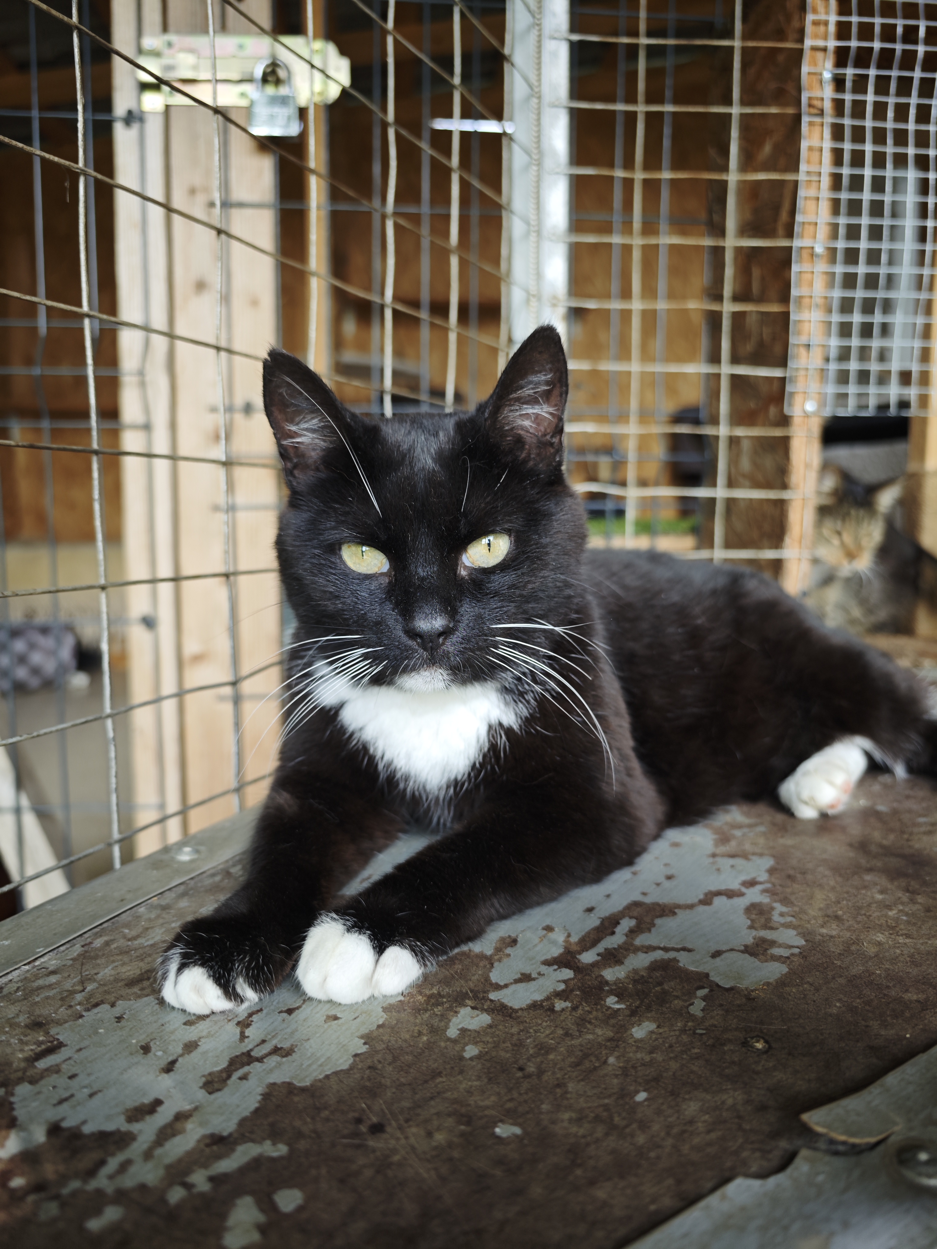 A tuxedo cat is lounging on a shelf in an enclosure at a shelter. Her eyes are partially closed
