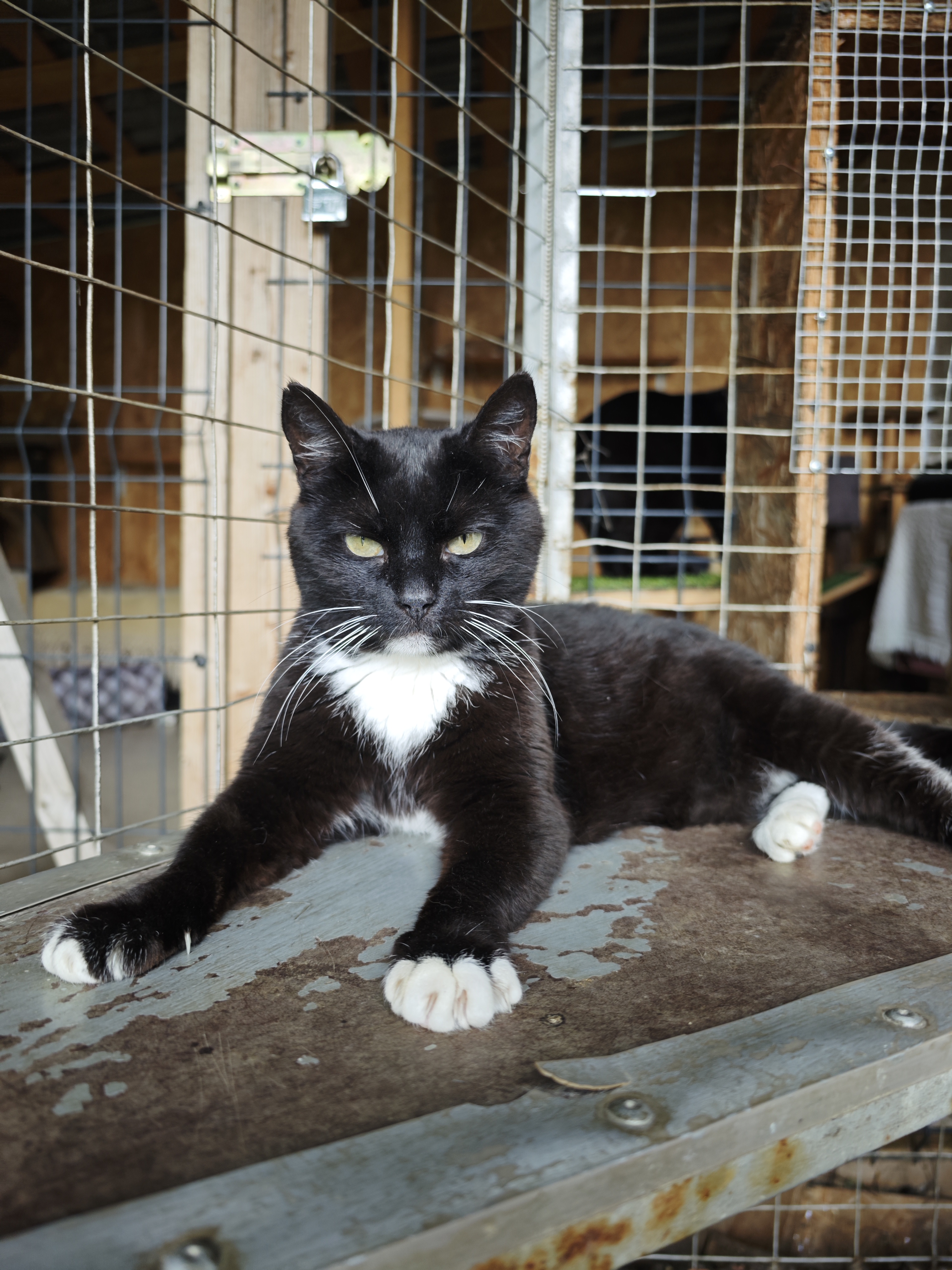 A tuxedo cat is lounging on a shelf in an enclosure at a shelter. Her front paws are stretched in a V-shape 