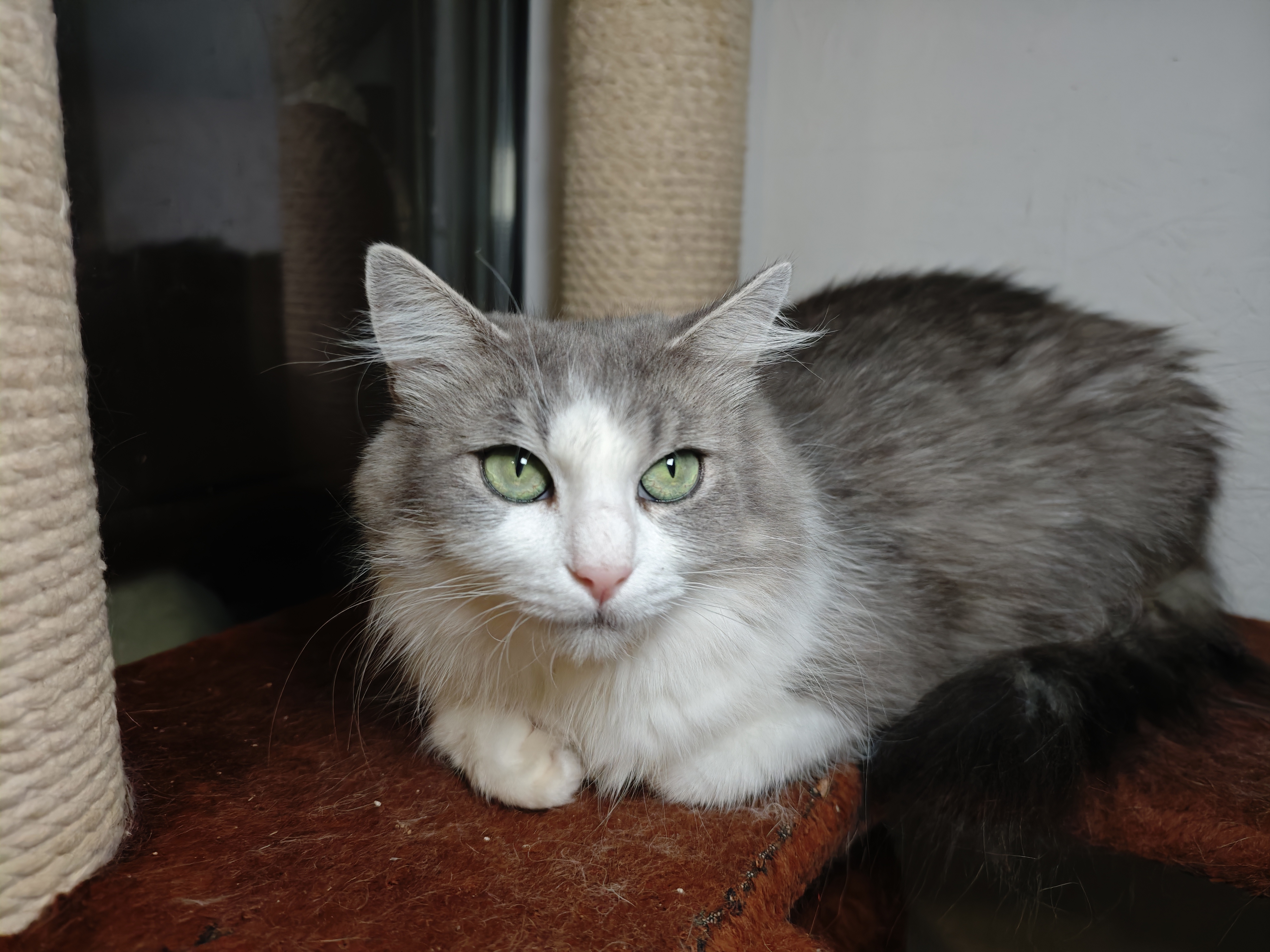 A long haired gray and white cat is sitting on a red piece of carpet