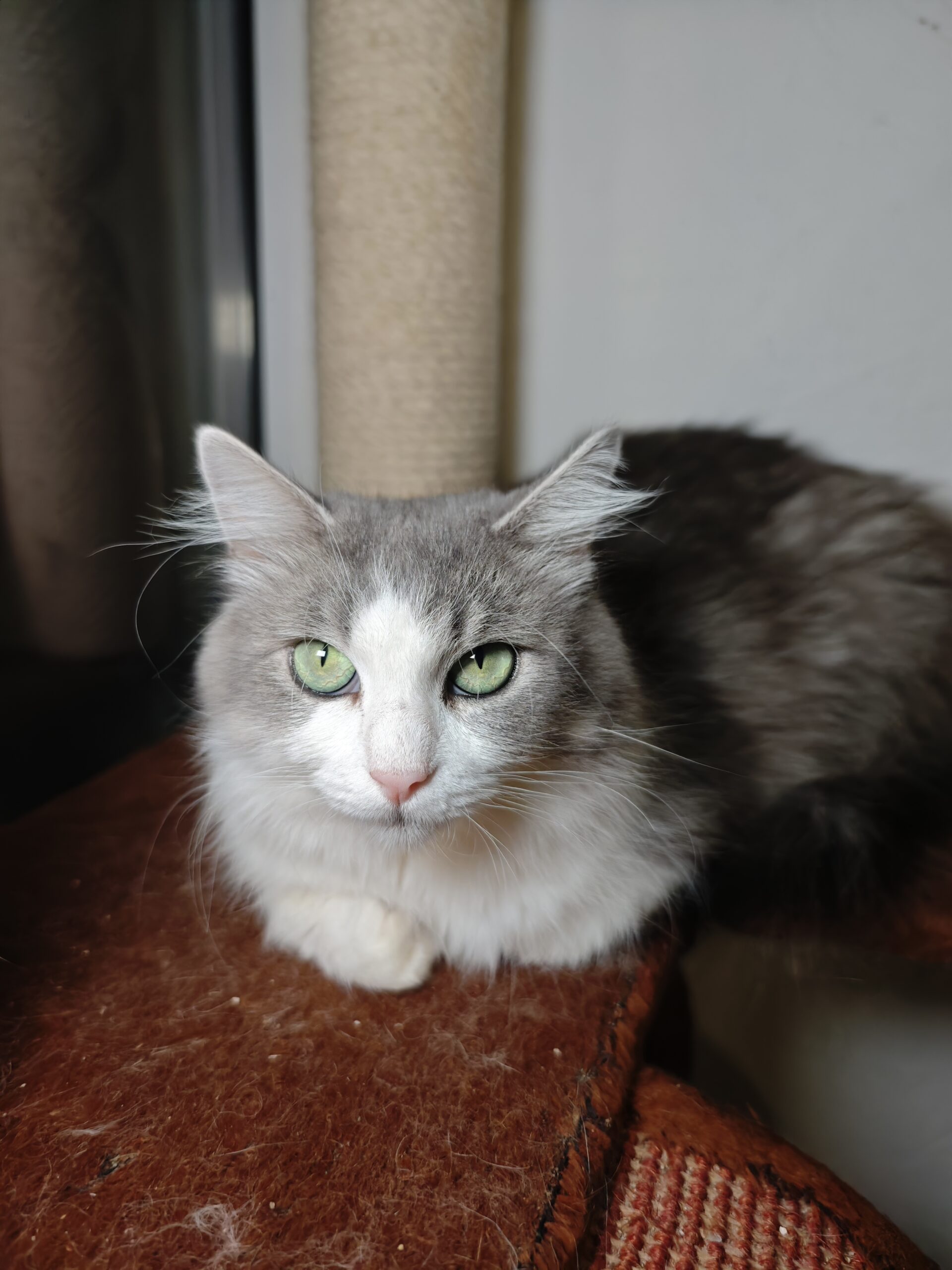 A long haired gray and white cat is sitting on a red piece of carpet