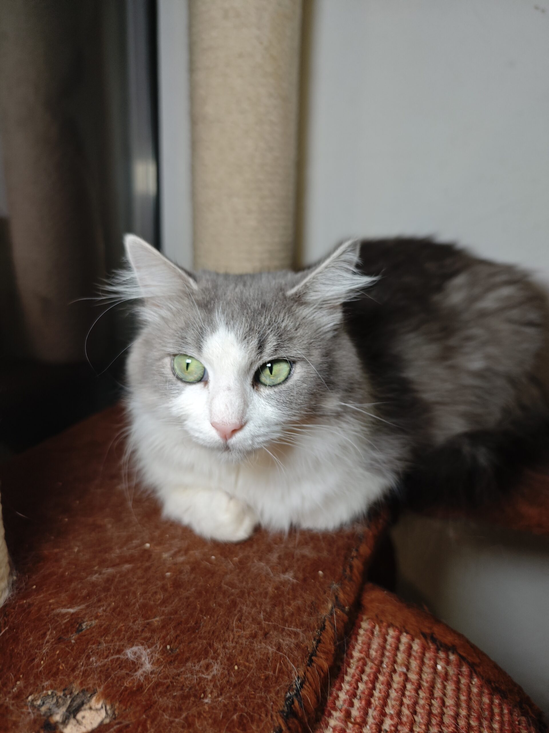 A long haired gray and white cat is sitting on a red piece of carpet