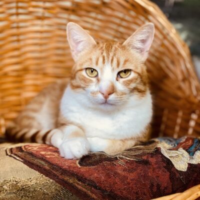An orange tabby with a white chest is laying in a wicker basket