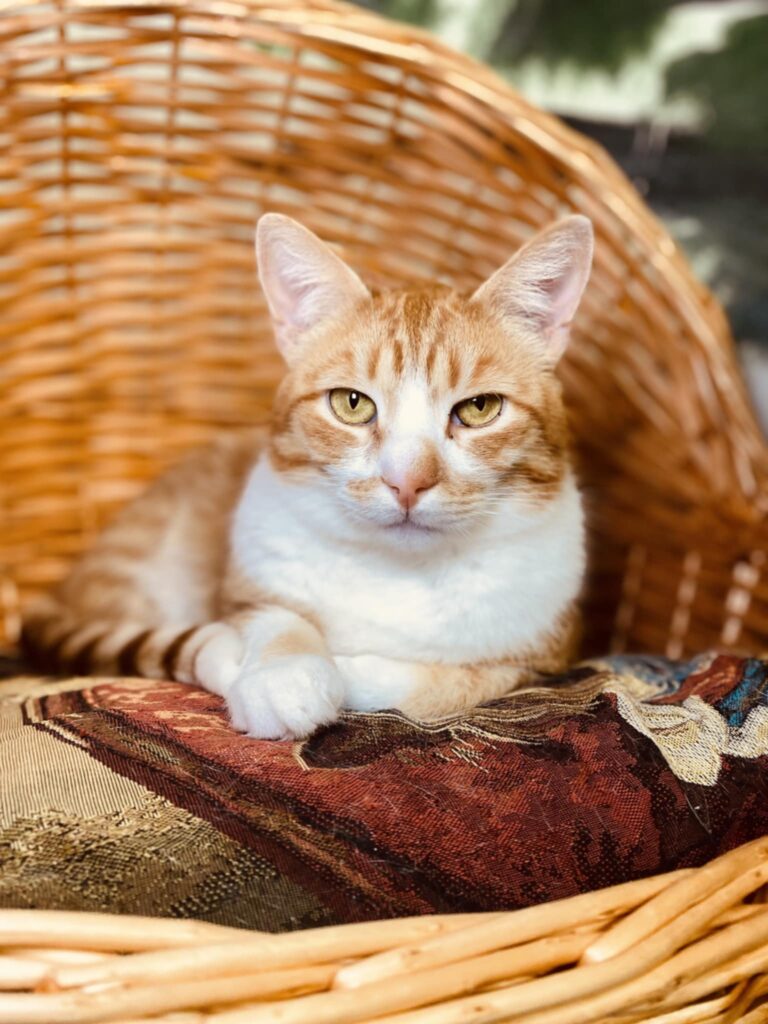 An orange tabby with a white chest is laying in a wicker basket