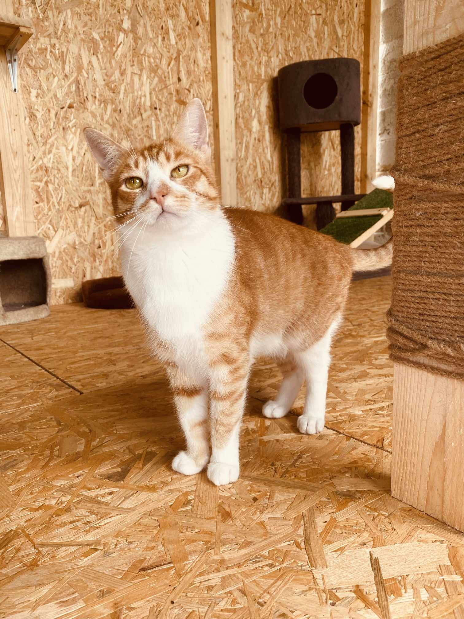 An orange tabby with a white chest is standing on a wooden floor