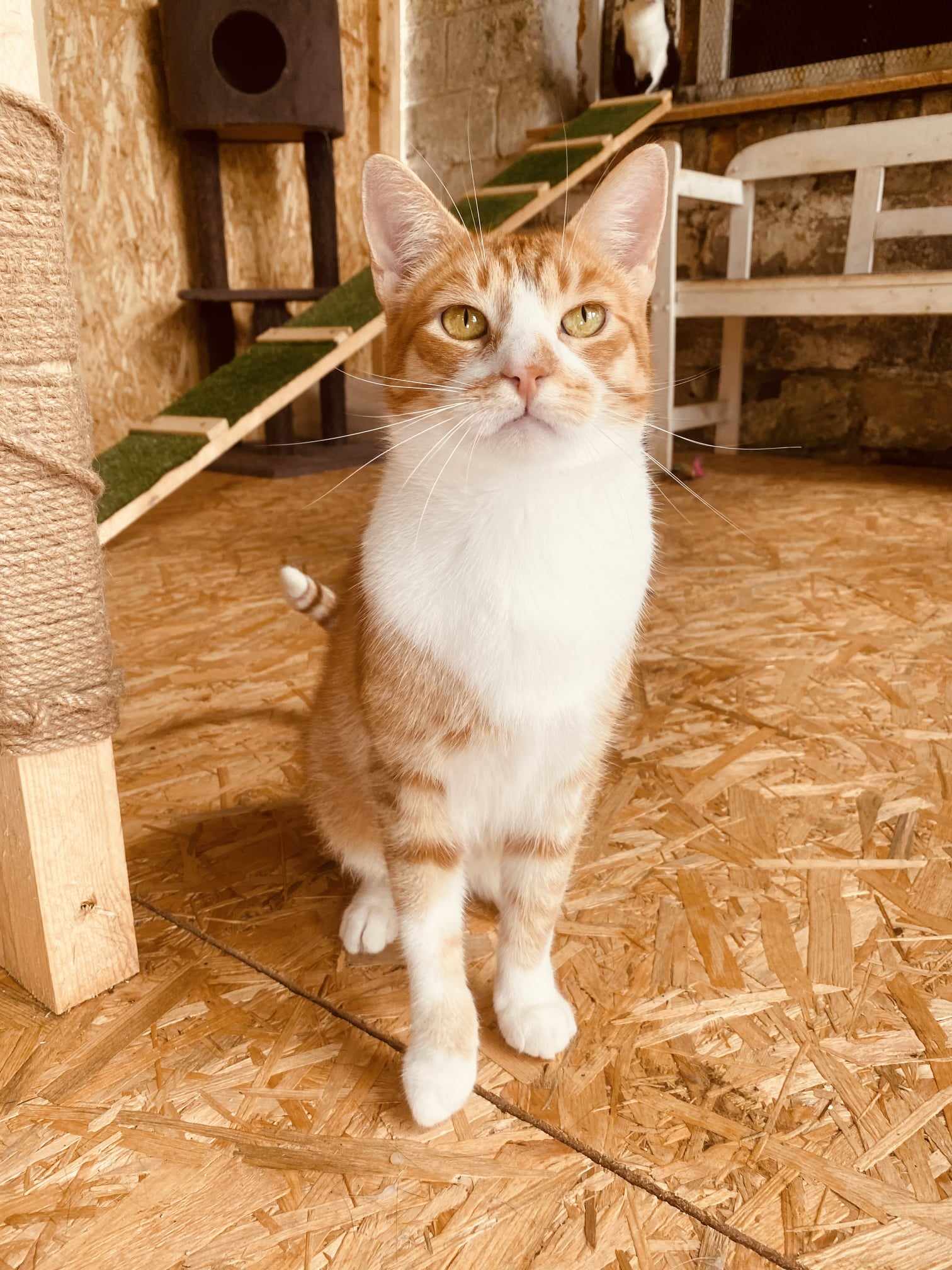 An orange tabby with a white chest is sitting on a wooden floor