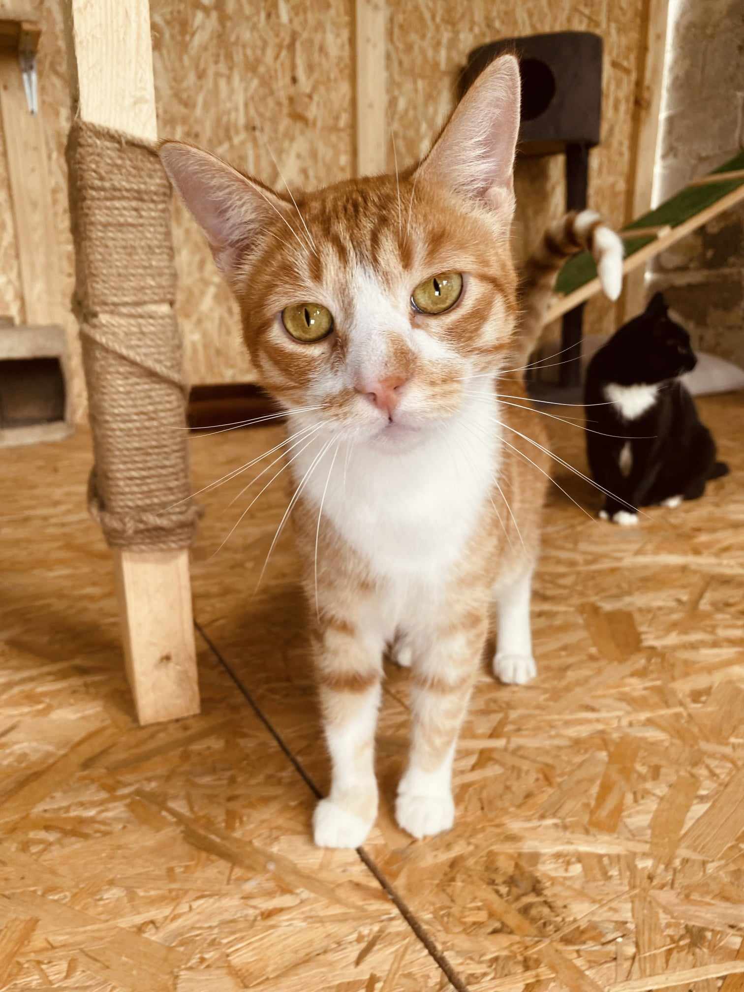 An orange tabby with a white chest is standing on a wooden floor and looking at the camera