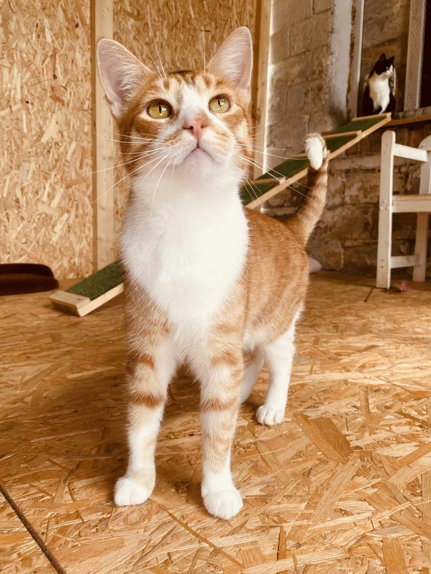 An orange tabby with a white chest is standing on a wooden floor and looking up