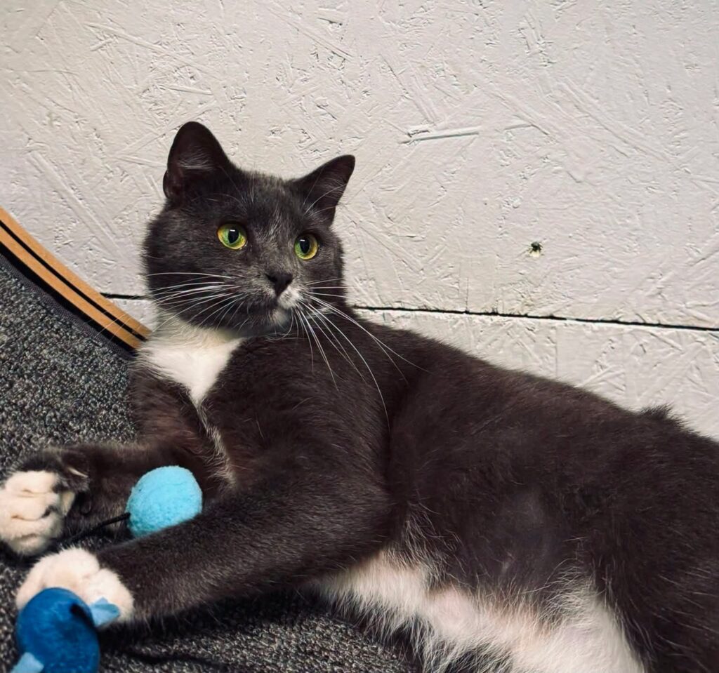 A beautiful soft black and white cat is playing with a toy
