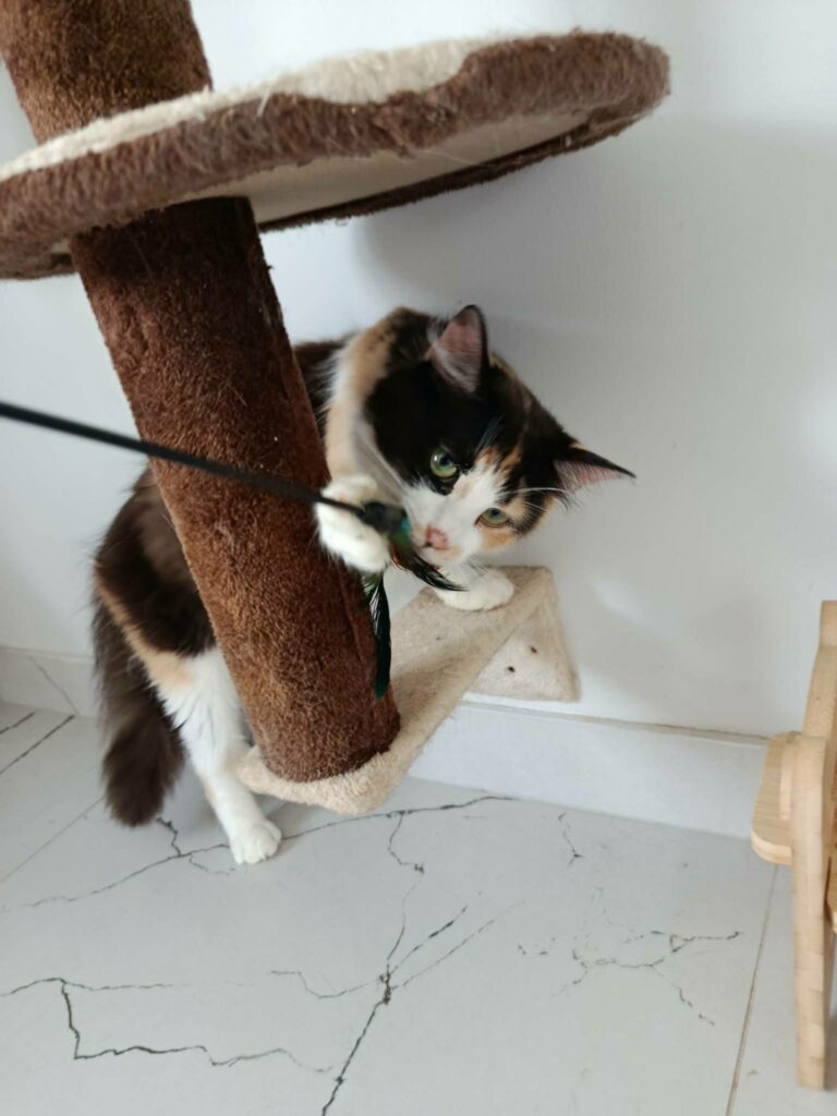 A long haired calico cat is chasing a wand toy and biting it