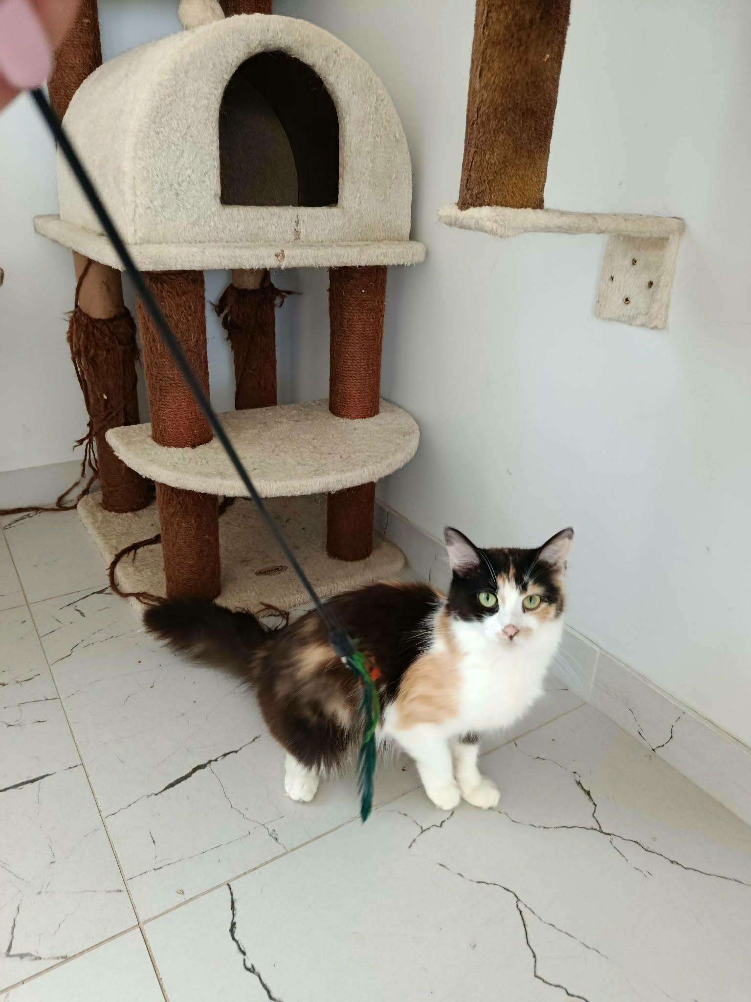 A long haired calico cat is sitting next to a cat tree and staring at the camera