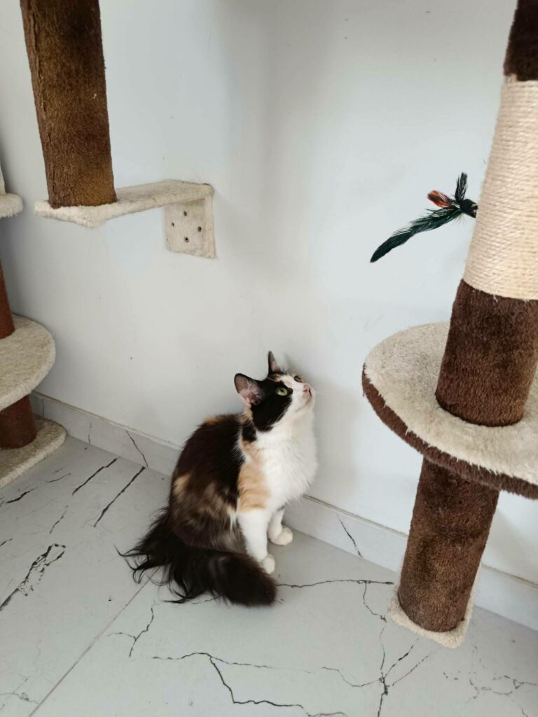 A long haired calico cat is sitting next to a cat tree and staring at a feather toy