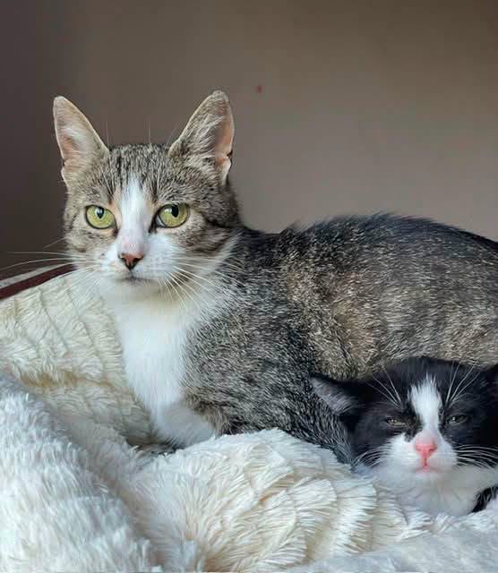 A light gray tabby cat is sitting on a white blanket next to a tuxedo kitten