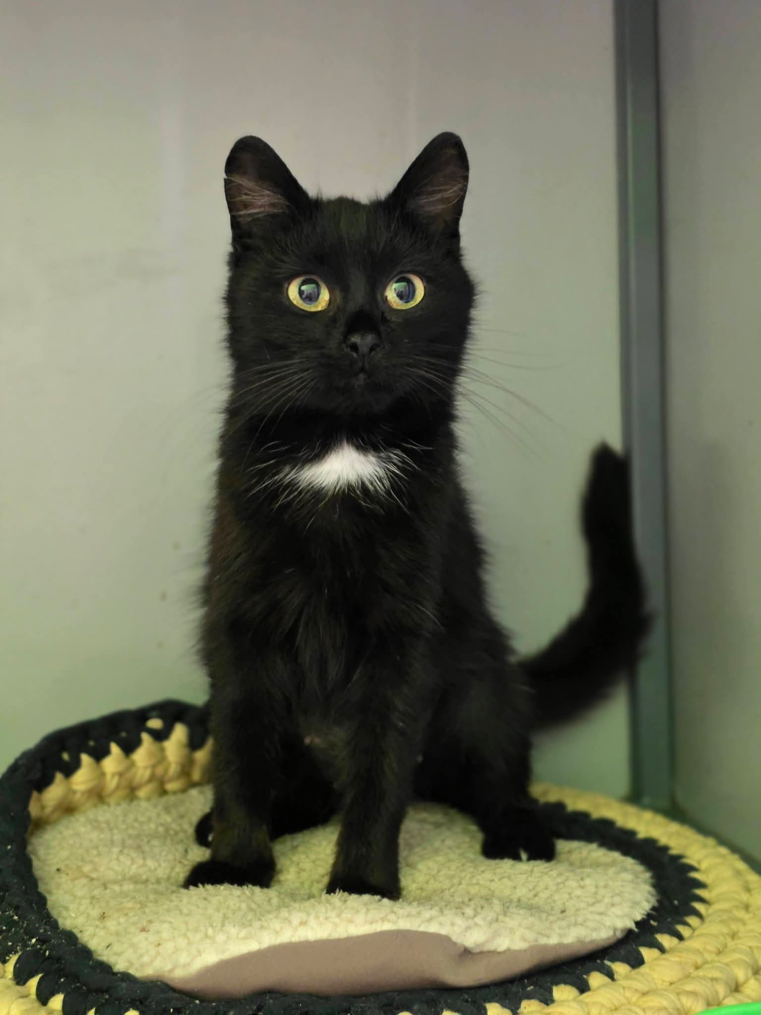 A black cat with a little bit of white on her chest is standing on a knitted cushion and staring at the camera