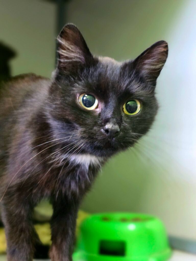 A black cat with a little bit of white on her chest is standing on a knitted cushion and staring at the camera