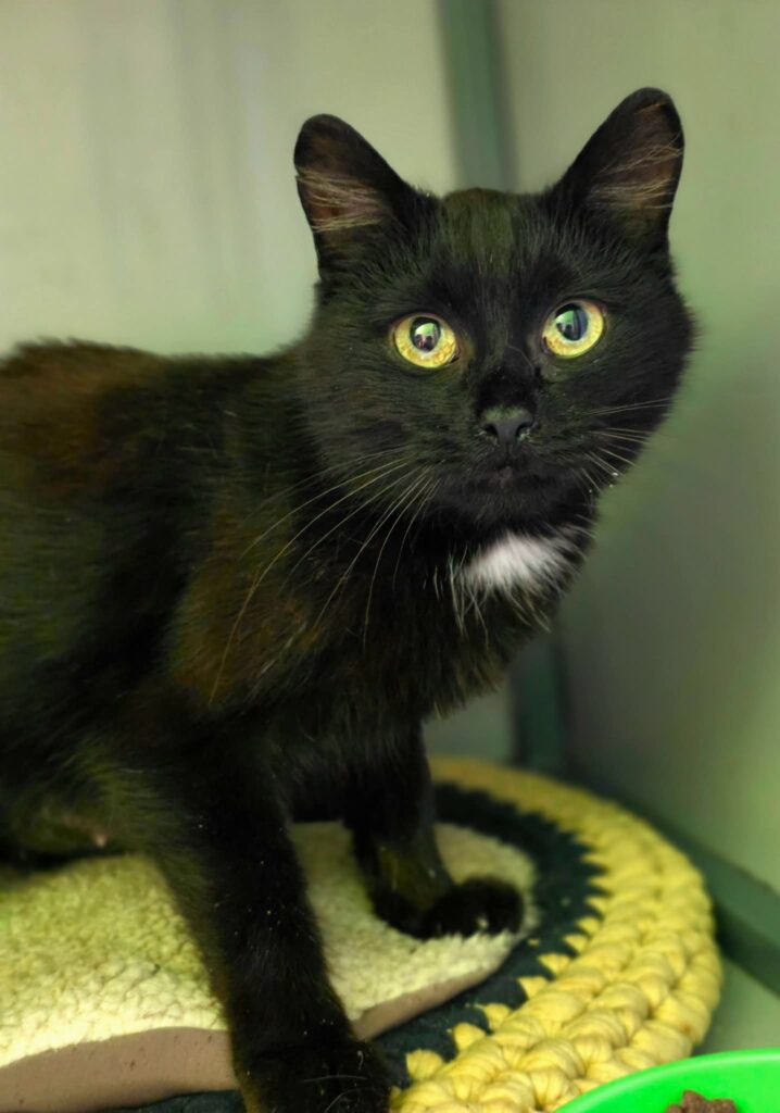 A black cat with a little bit of white on her chest is sitting on a knitted cushion and staring at the camera