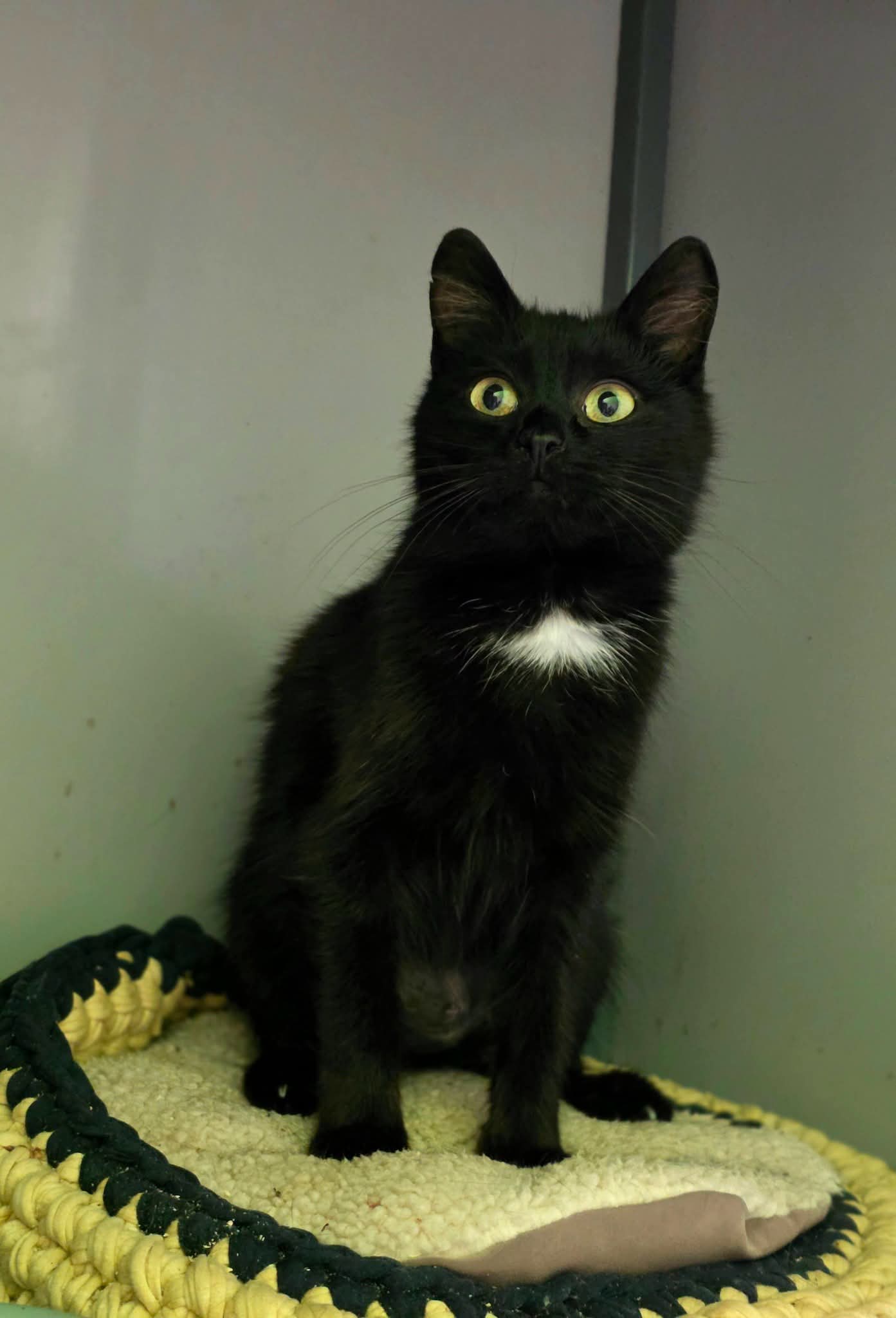 A black cat with a little bit of white on her chest is sitting on a knitted cushion and staring at the camera