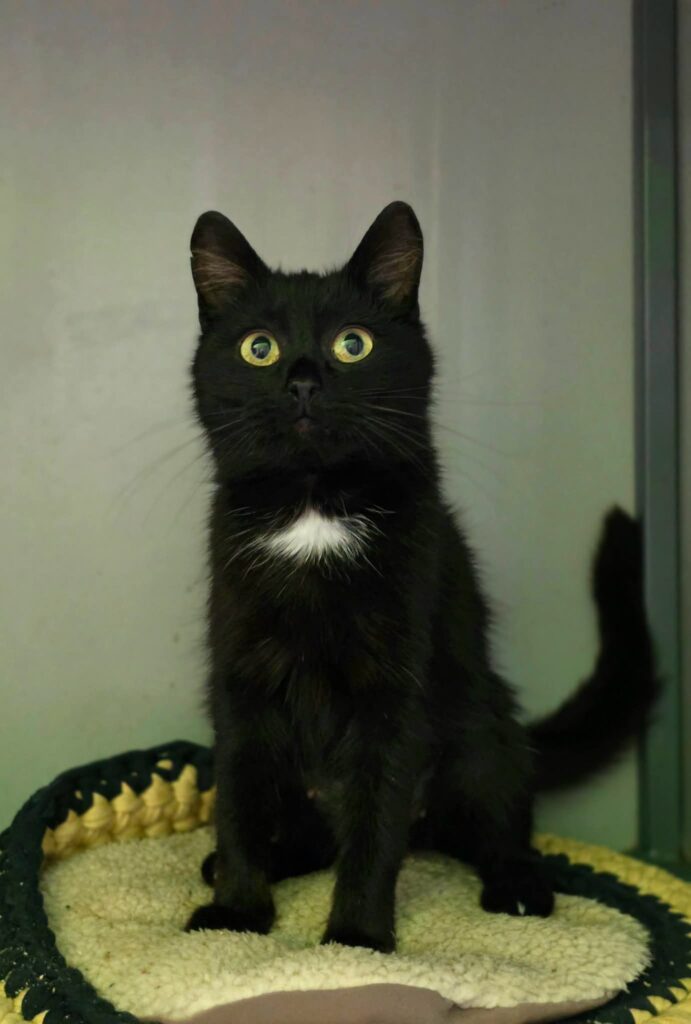 A black cat with a little bit of white on her chest is sitting on a knitted cushion