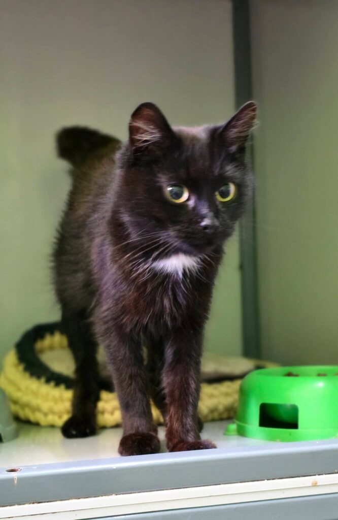 A black cat with a little bit of white on her chest is standing on a knitted cushion