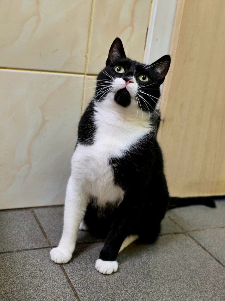 A black and white cat is sitting on the floor and staring up