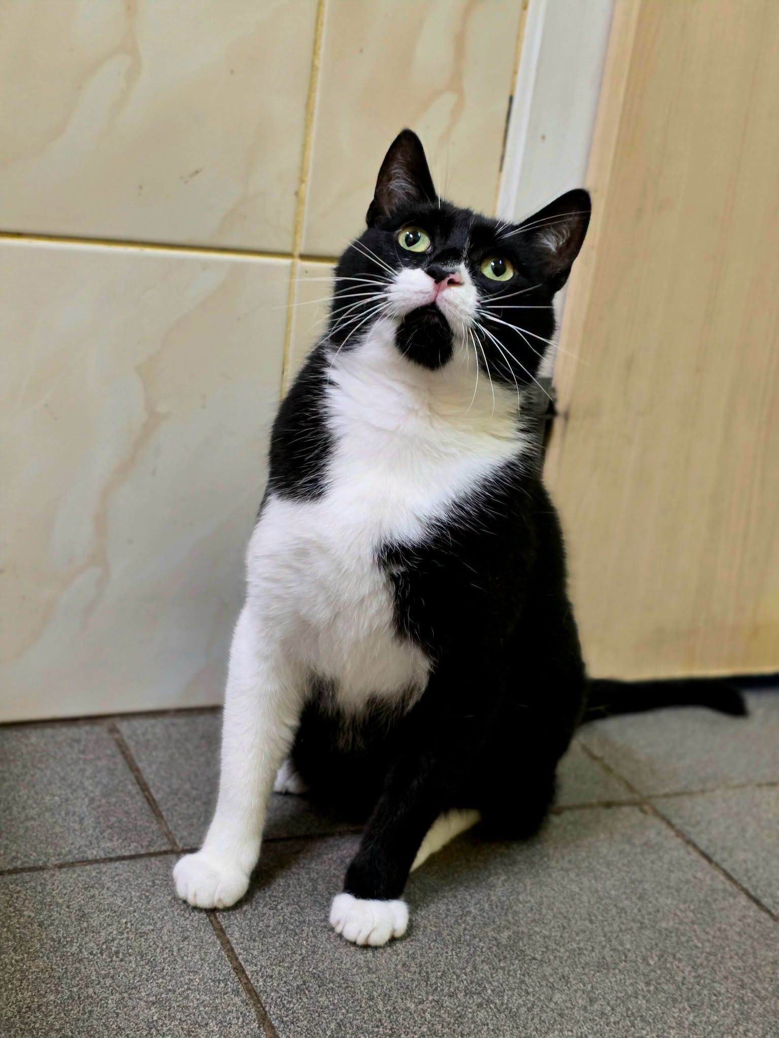A black and white cat is sitting on the floor and staring up