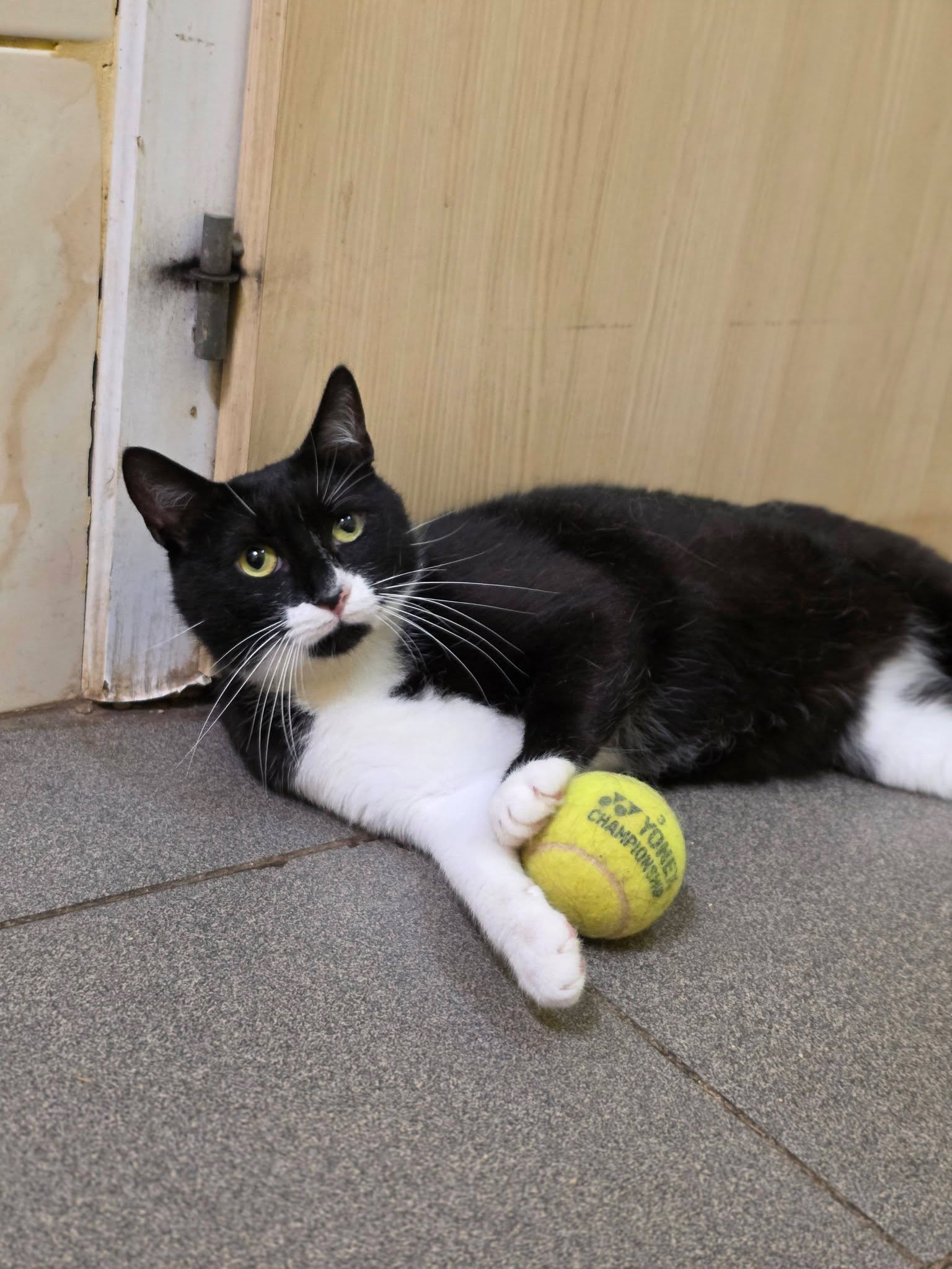 A black and white cat is lounging on the floor with a tennis ball