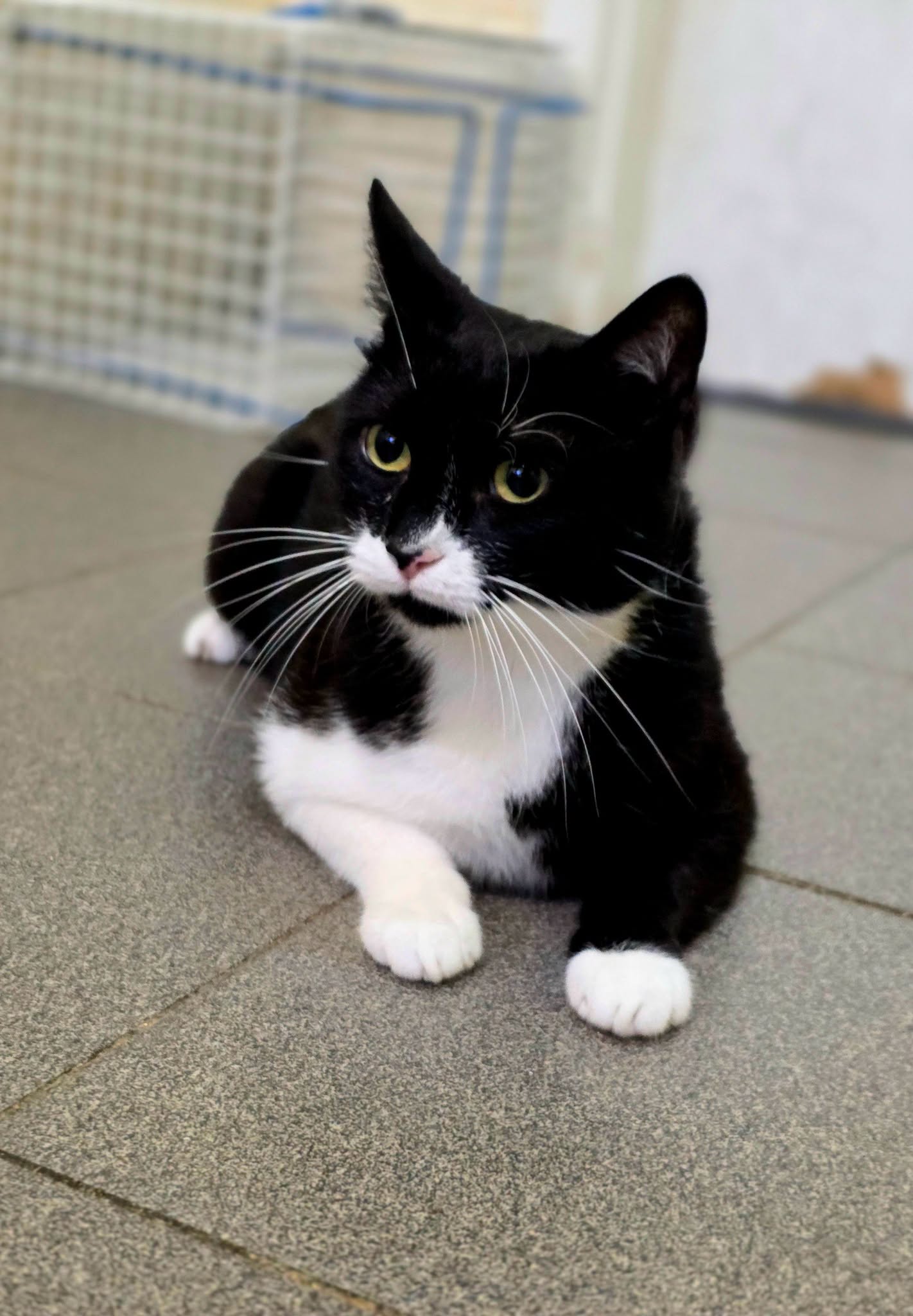 A black and white cat is laying on the floor