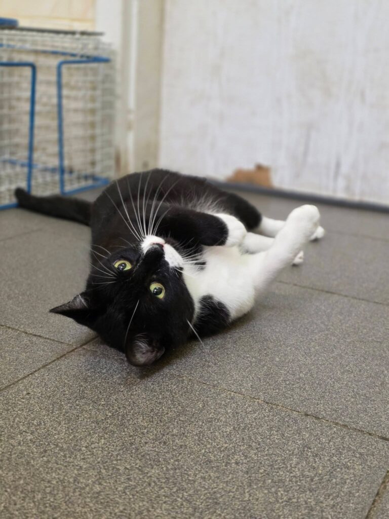 A black and white tuxedo cat is laying upside down on the floor