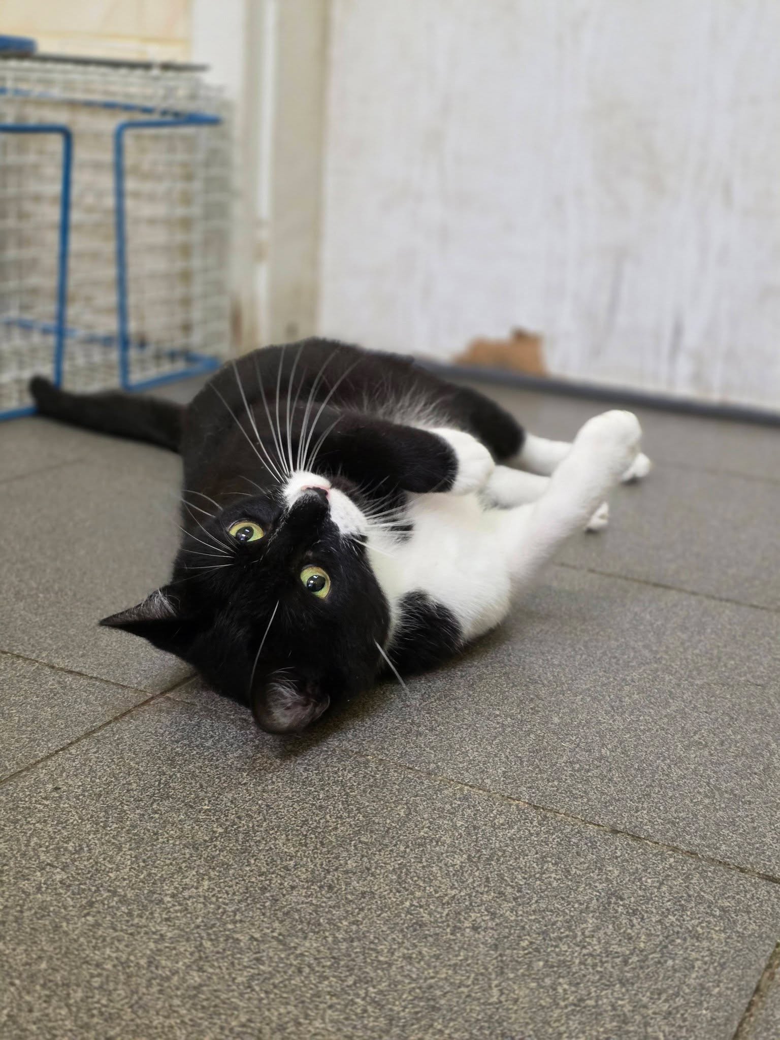 A black and white tuxedo cat is laying upside down on the floor