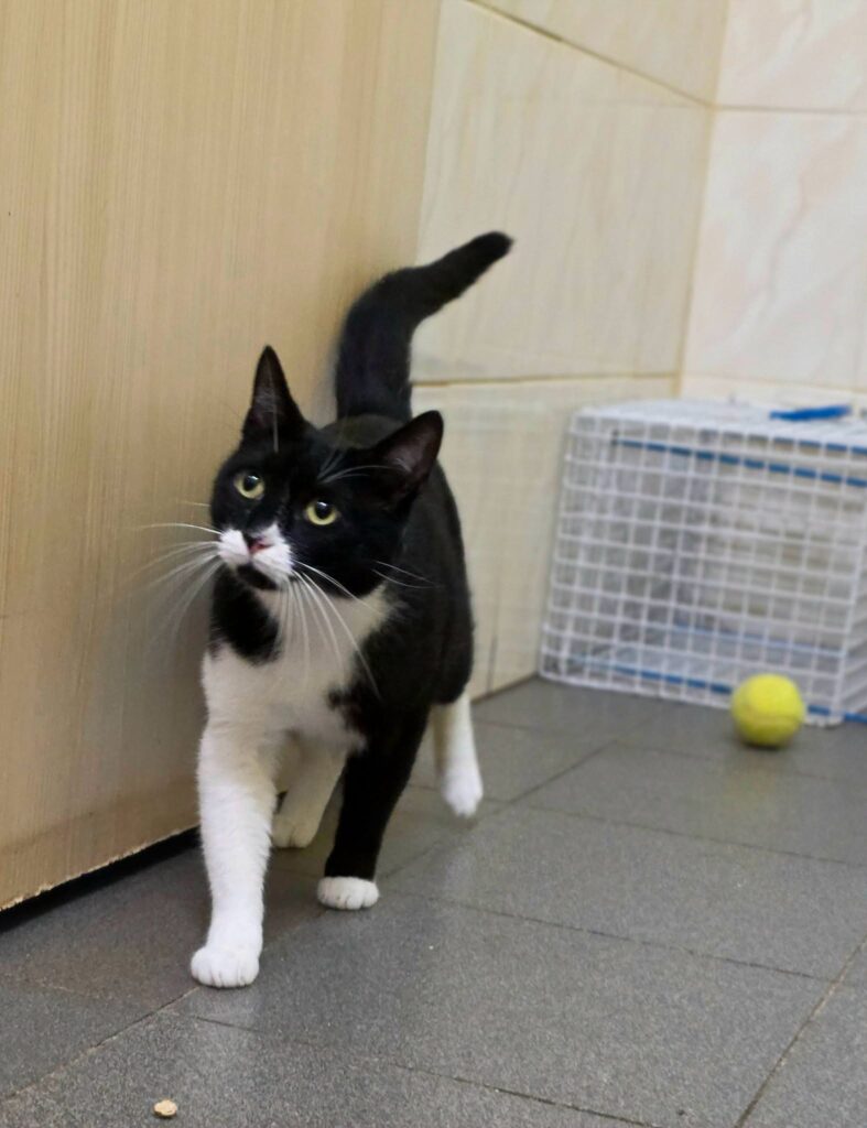 A black and white tuxedo cat is  walking on the floor