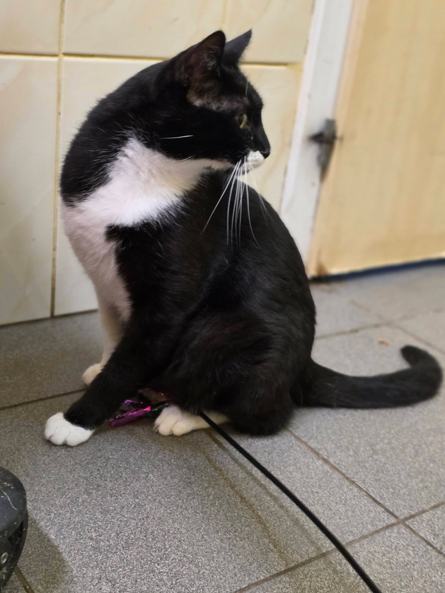 A black and white tuxedo cat is sitting on a floor and looking behind him