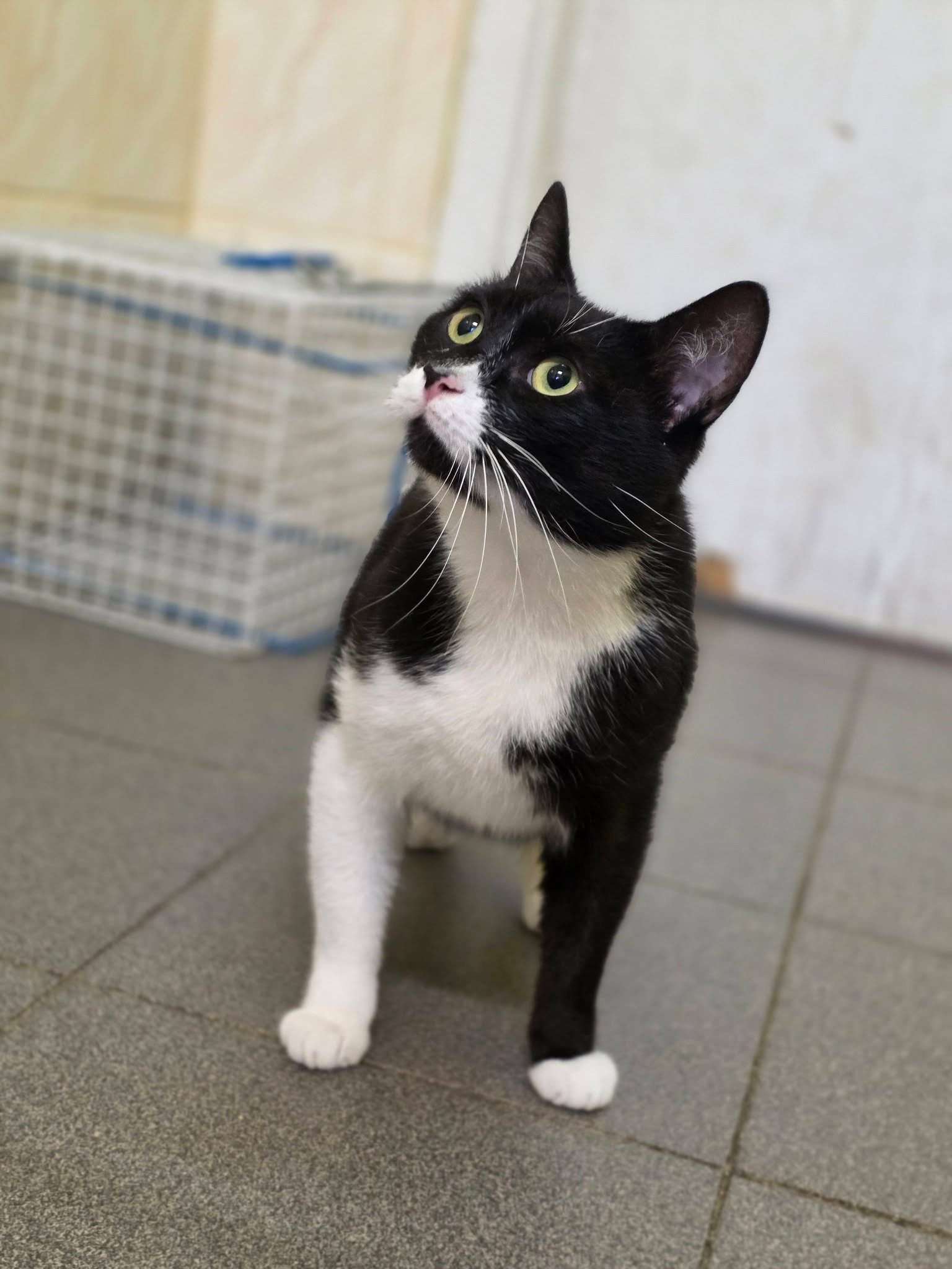 A black and white tuxedo cat is standing on the floor and looking up