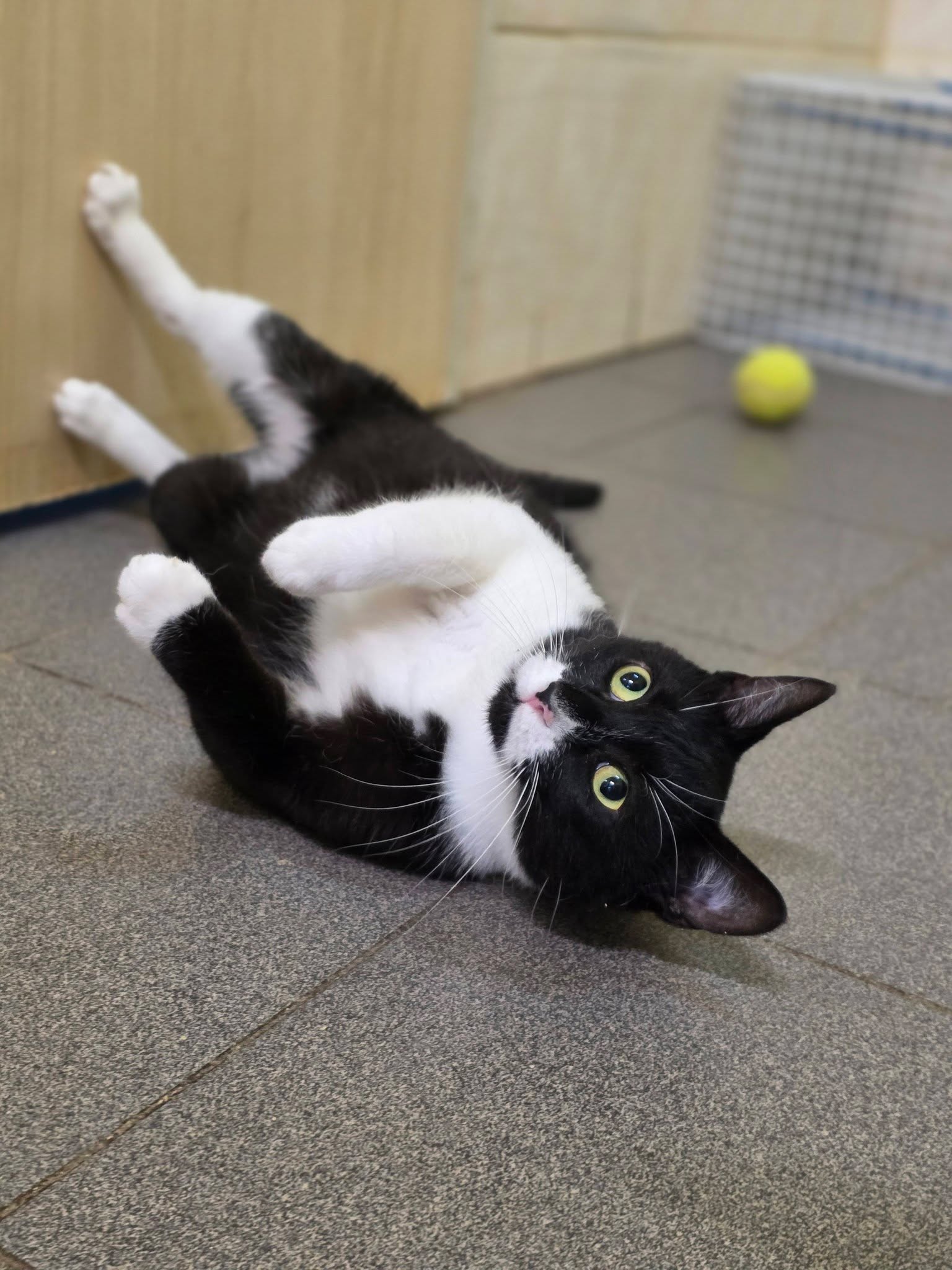A black and white tuxedo cat is laying upside down on the floor
