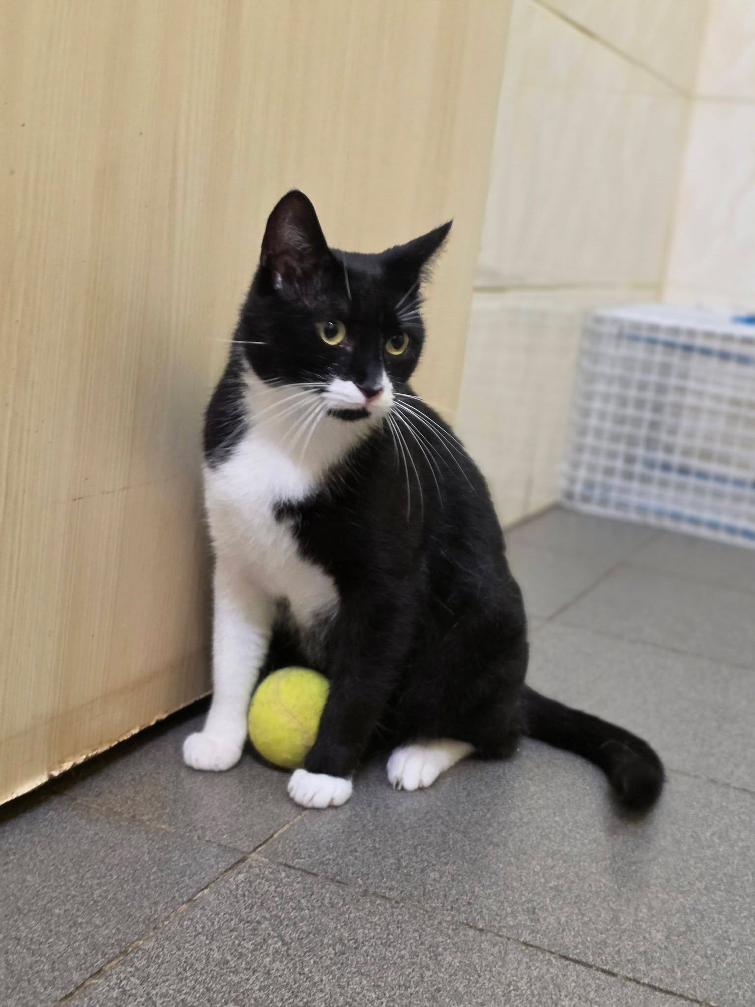 A black and white tuxedo cat is sitting on the floor with a tennis ball